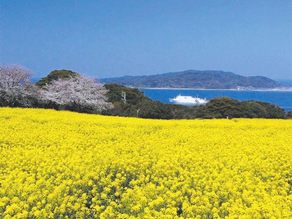 [春] 油菜花田