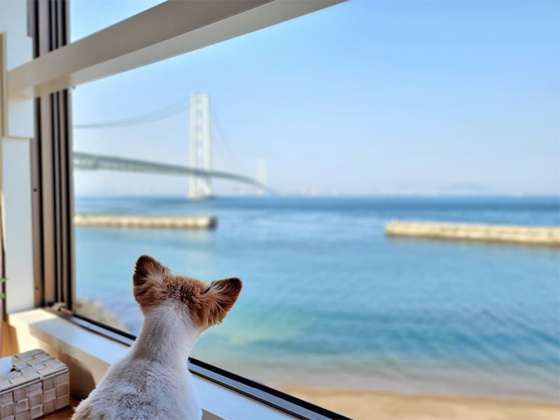 Pets and scenery