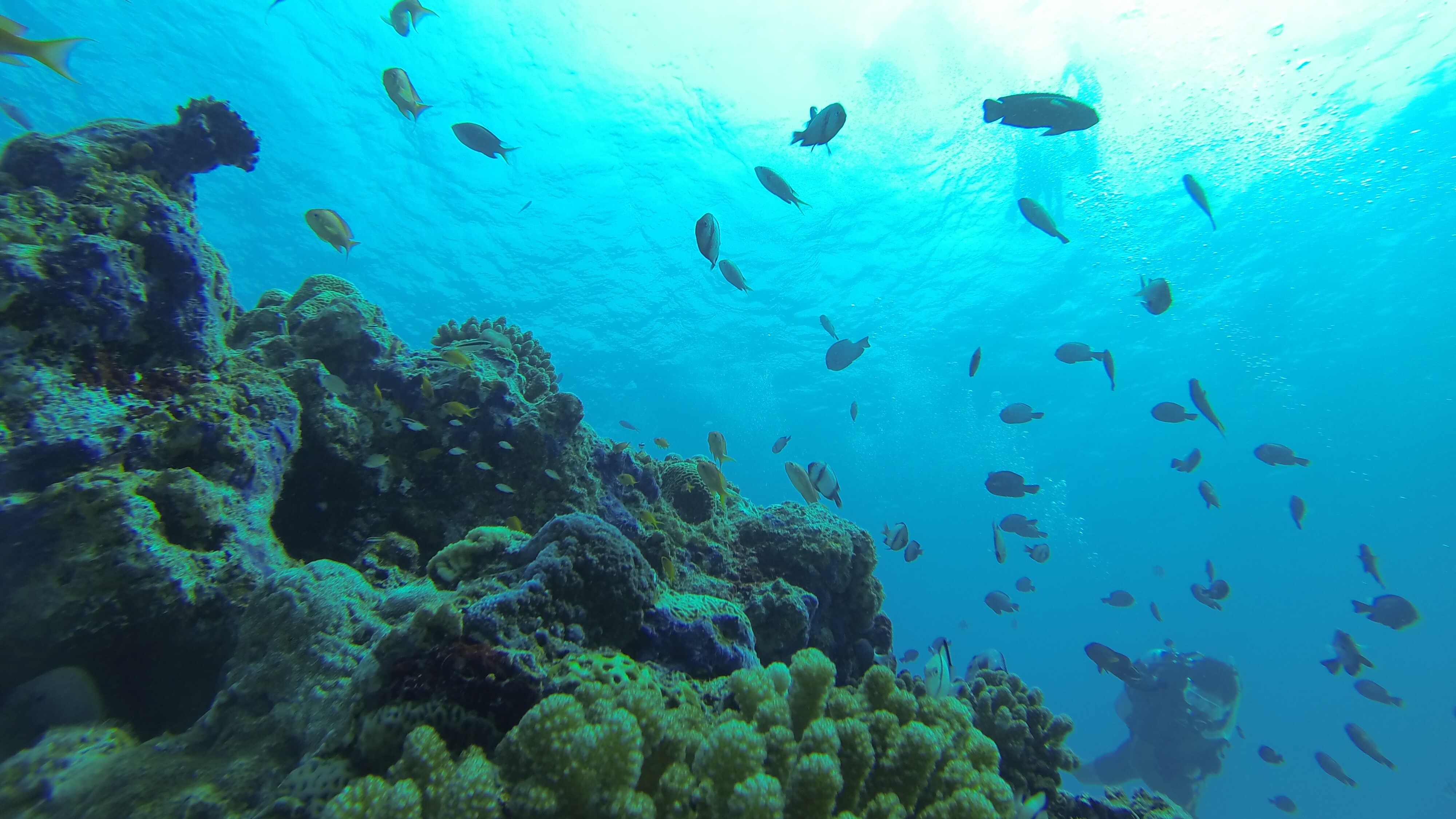 diving