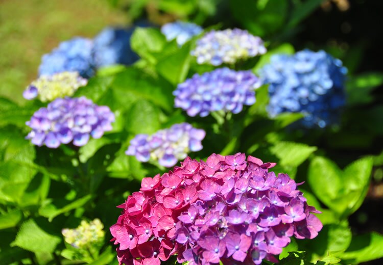 [6月]能古島公園的繡球花盛開