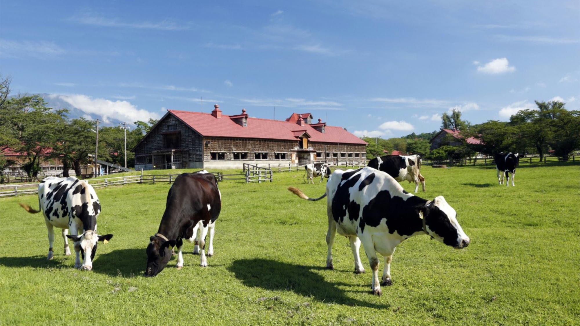 Koiwai Farm-2