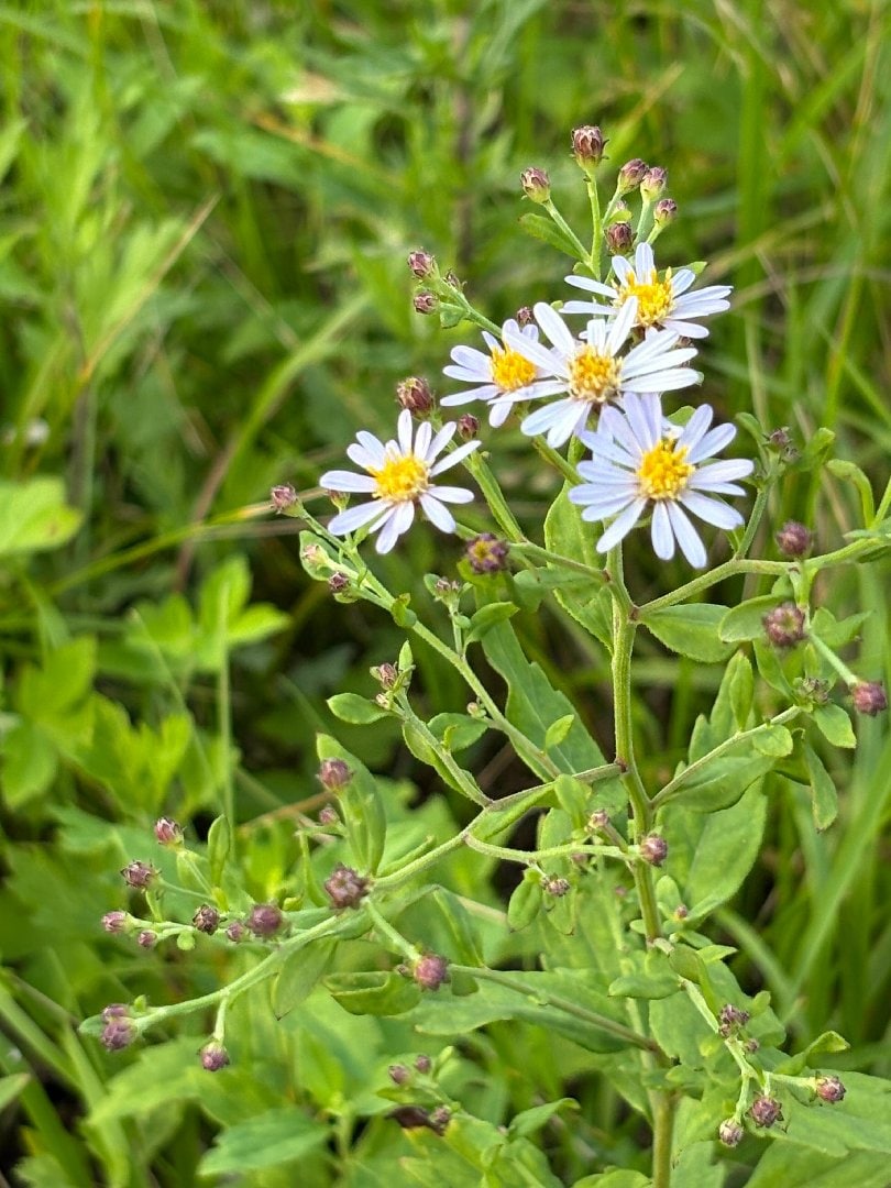 IMG_5817.jpeg