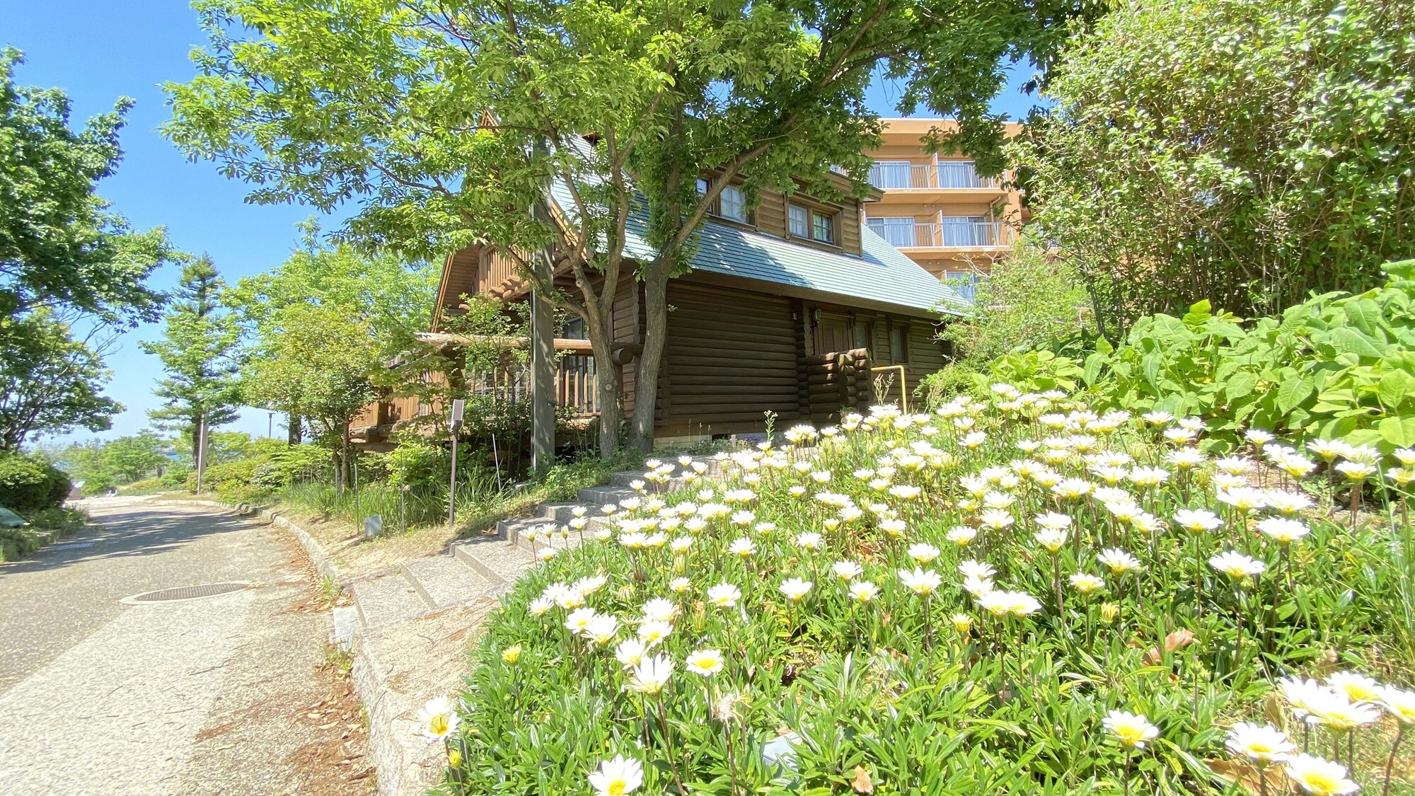 * [Situation on the premises] Many hydrangeas are planted in the forest garden, waiting for the flowering in early summer.
