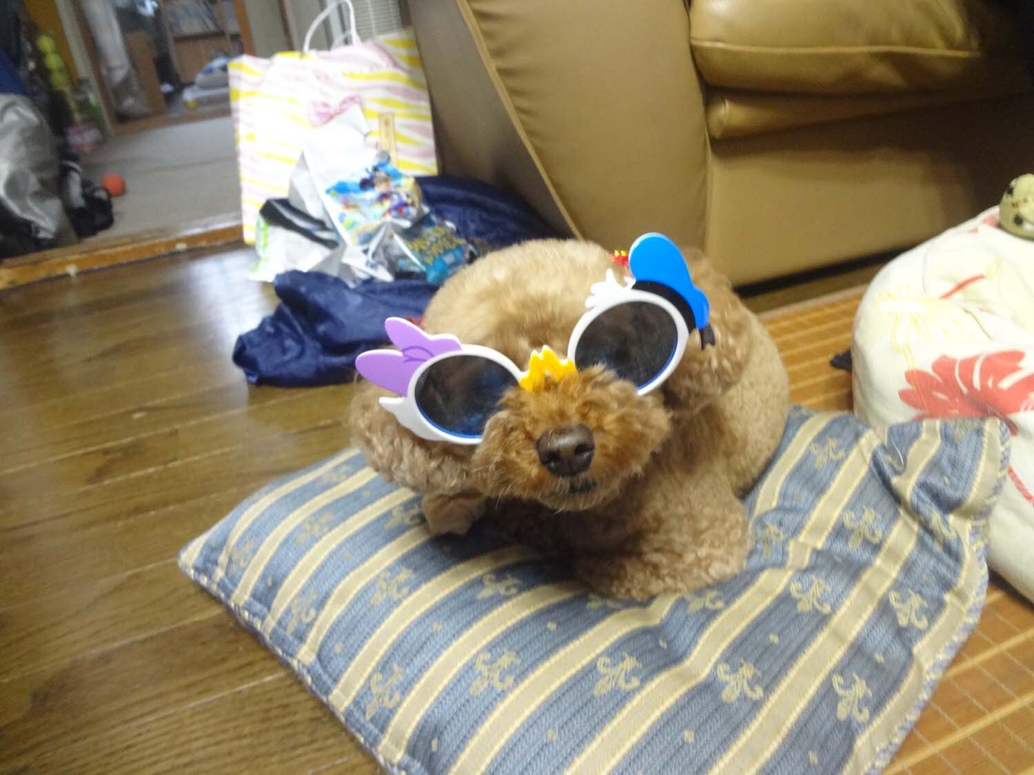 招牌狗大和