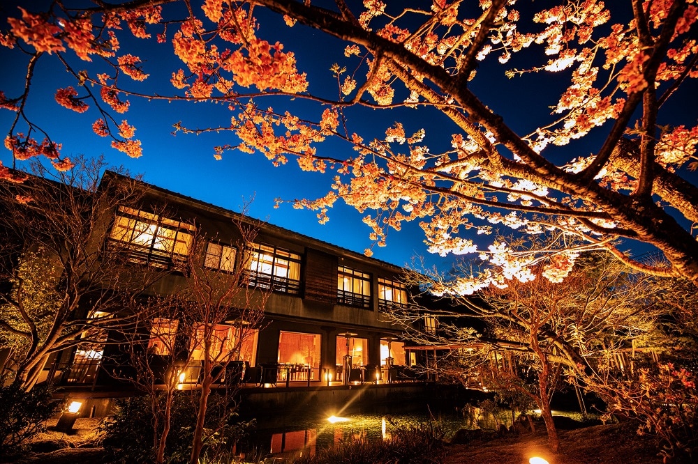 Night garden and Kawazu cherry blossoms