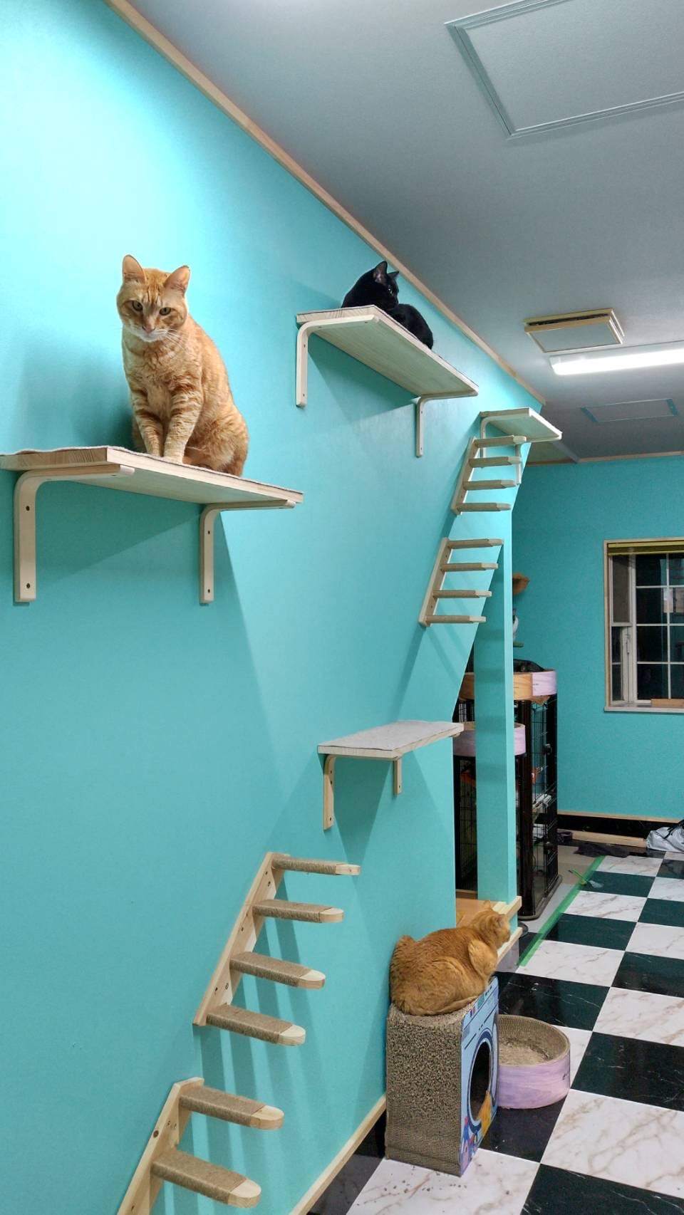 Room for cats