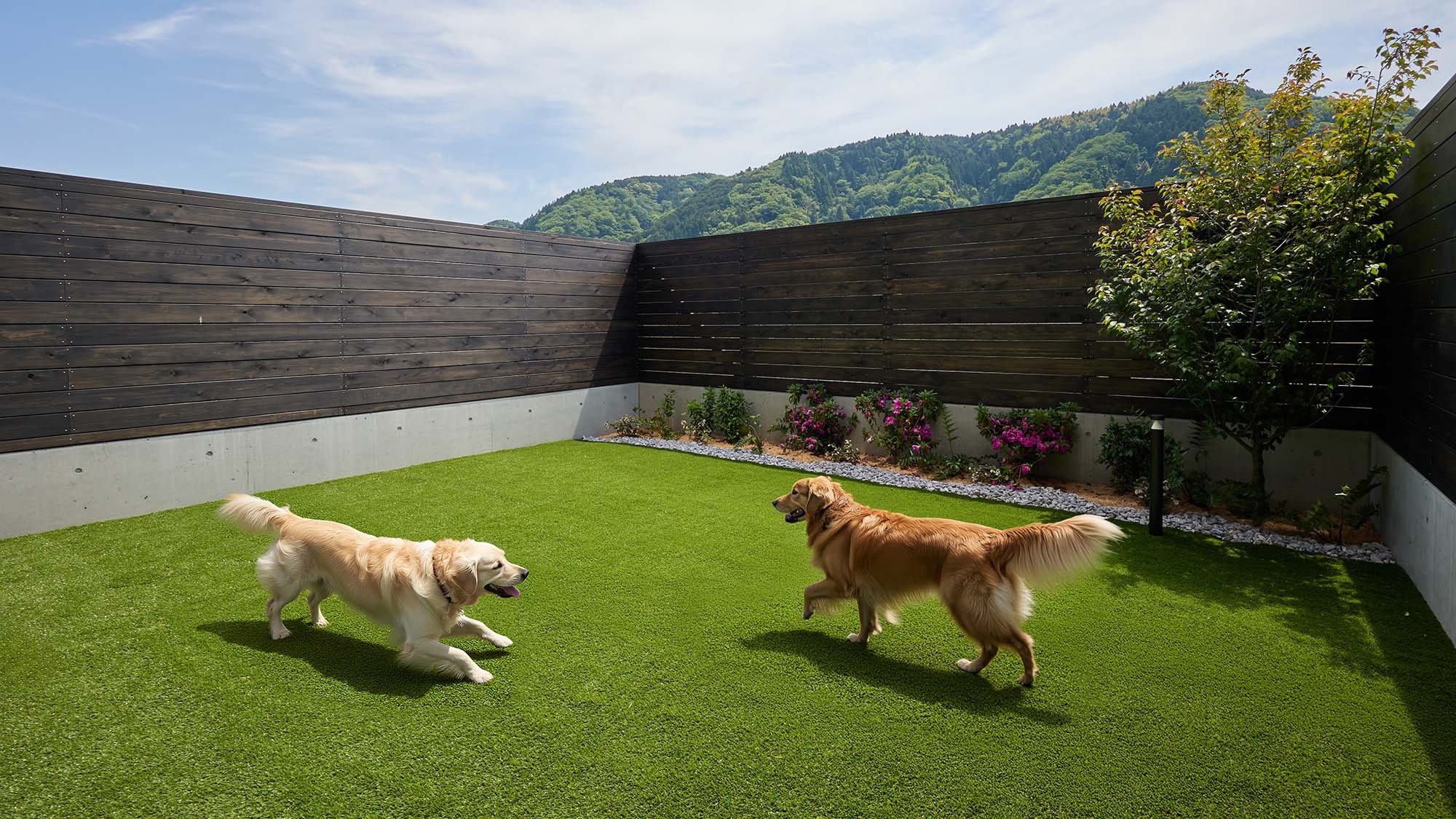 E_Dog Type: Dog Run