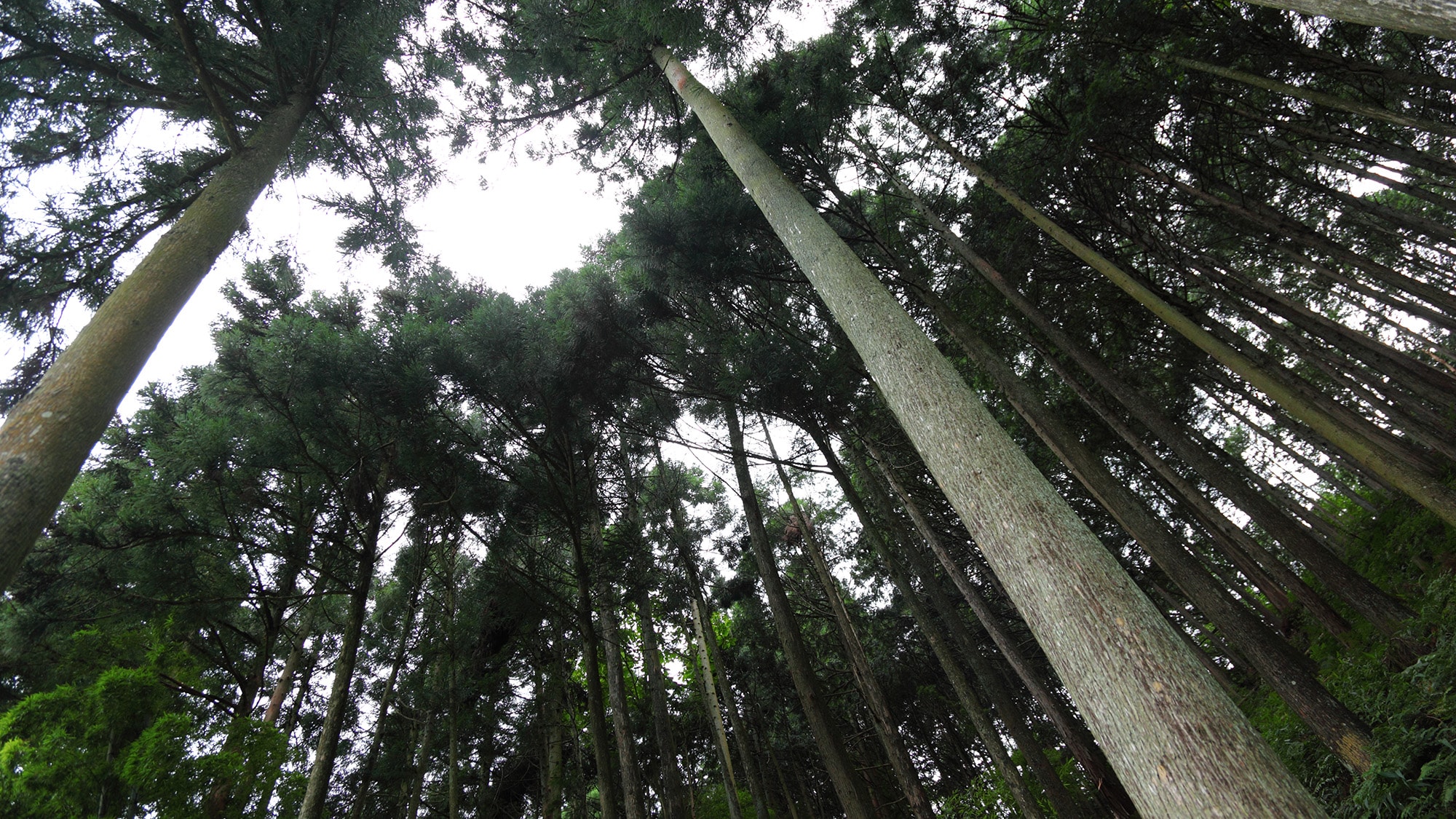 * [Ohara's wilderness]