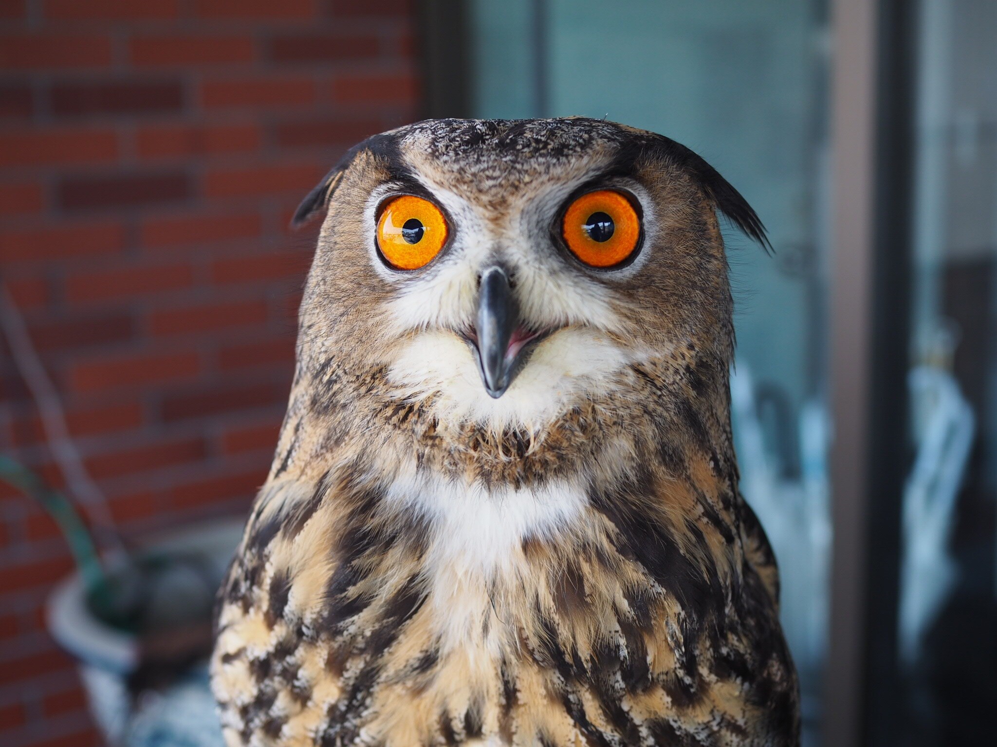 Publicity Manager, Bubo the Owl