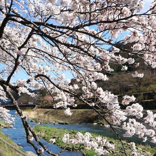 [Cherry Blossoms] There are many cherry blossom viewing spots around Sengokuhara. Cherry blossoms blooming along the Miyagino River
