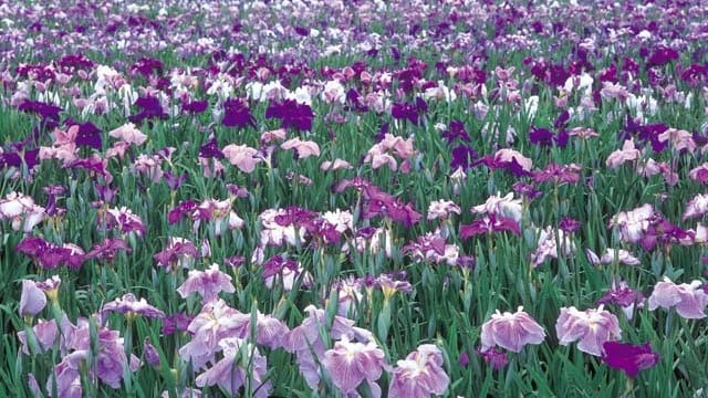 ●Iris Garden