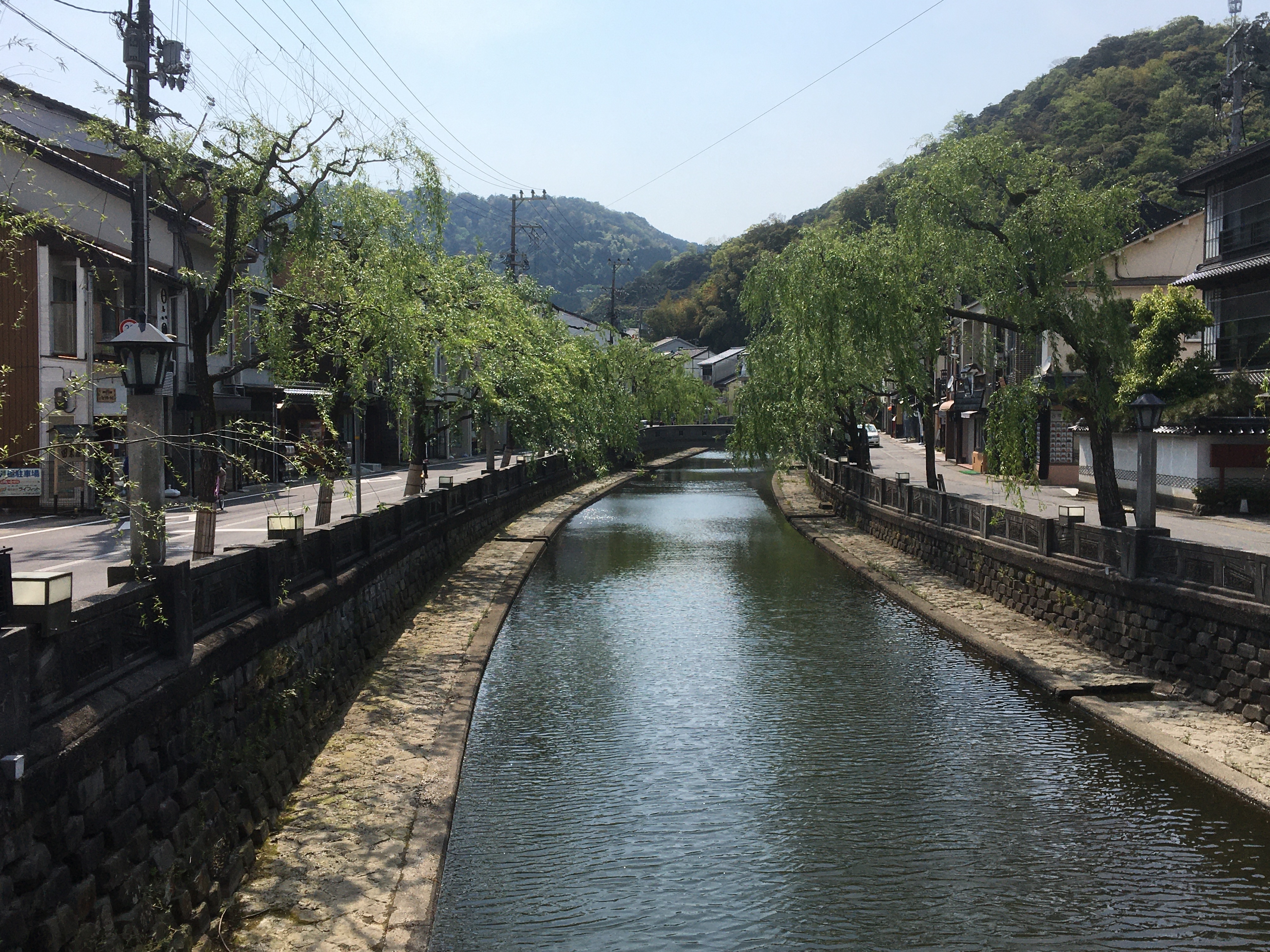 城市景觀柳樹