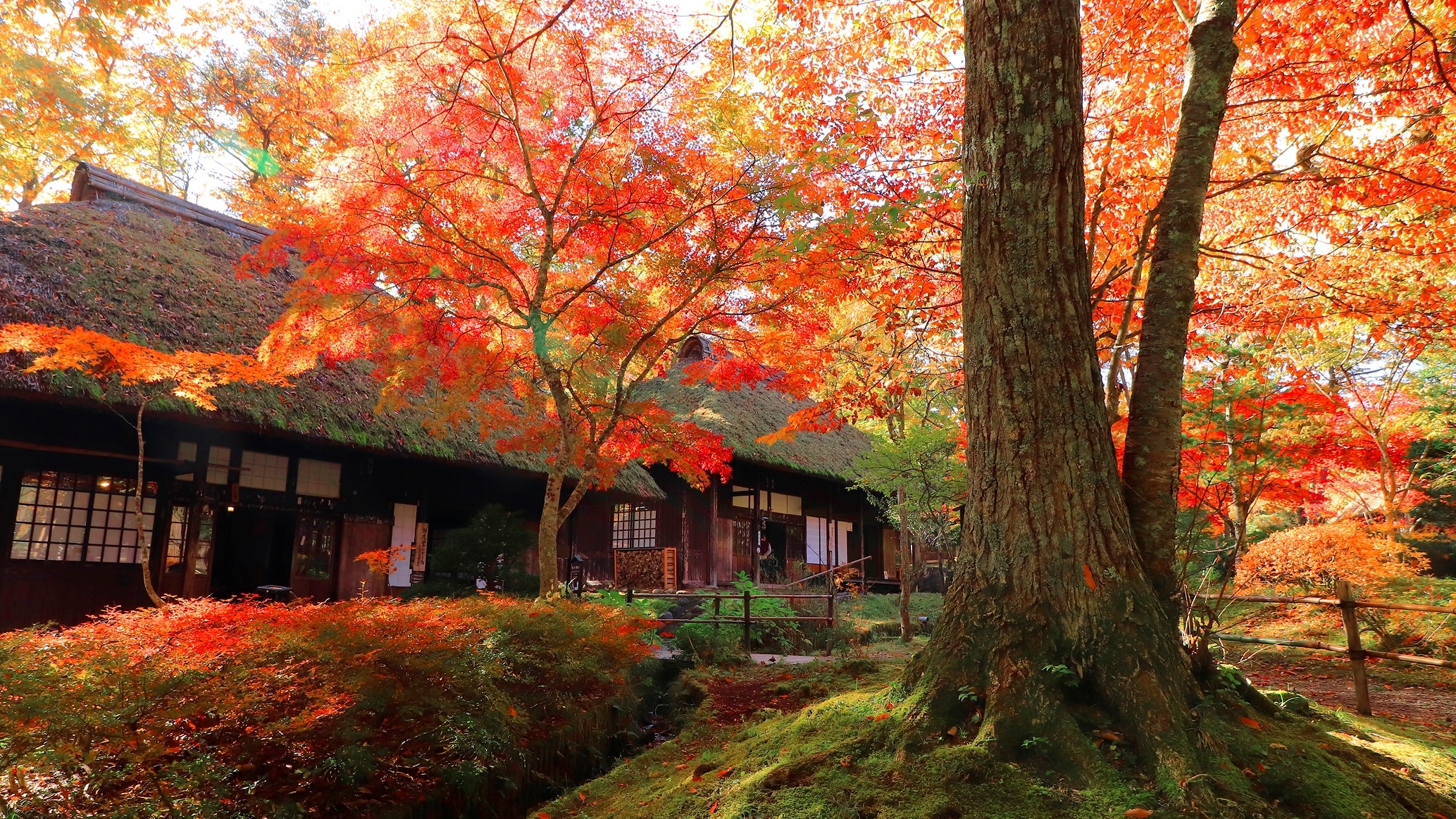 [Taira no Kiyomori Shinboku Festival] & [Autumn Leaves Trekking] Introducing carefully selected and fantastically recommended spots for moving the autumn leaves!
