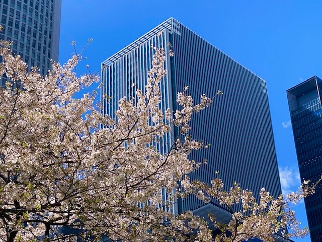 桜　外観　昼
