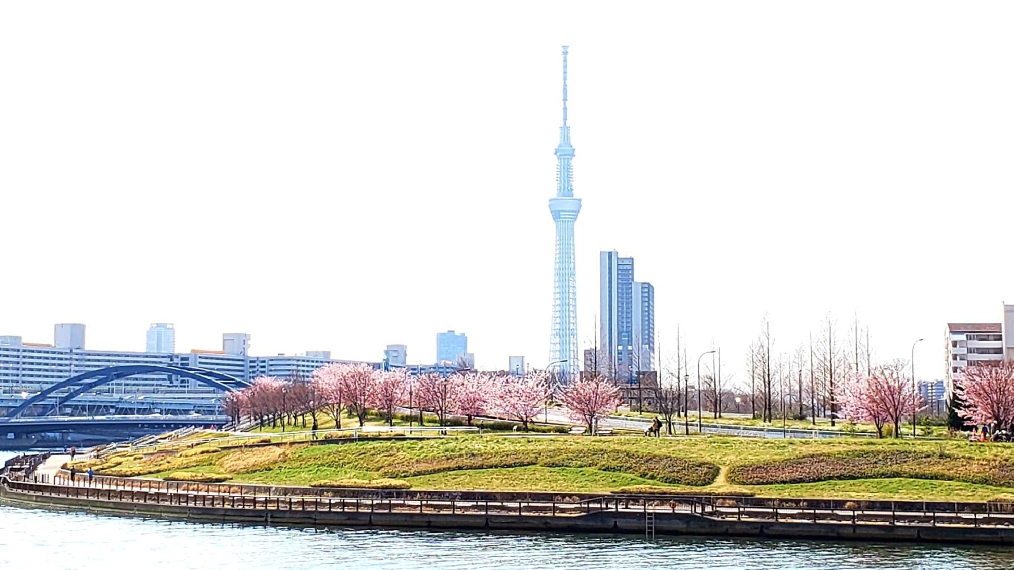 ・ [Sky Tree and Sakura]