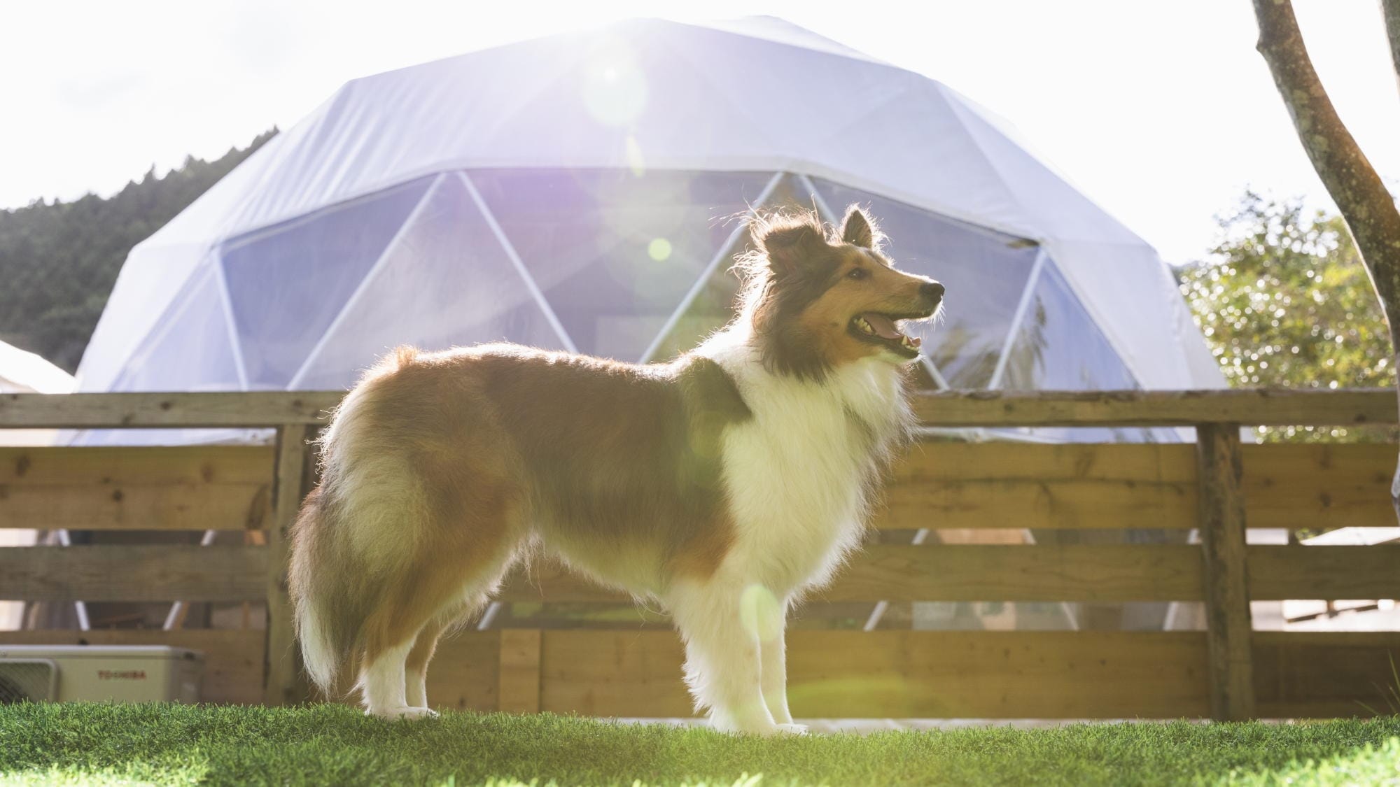 [Dog Dome] Kami juga memiliki berbagai fasilitas untuk anjing Anda.