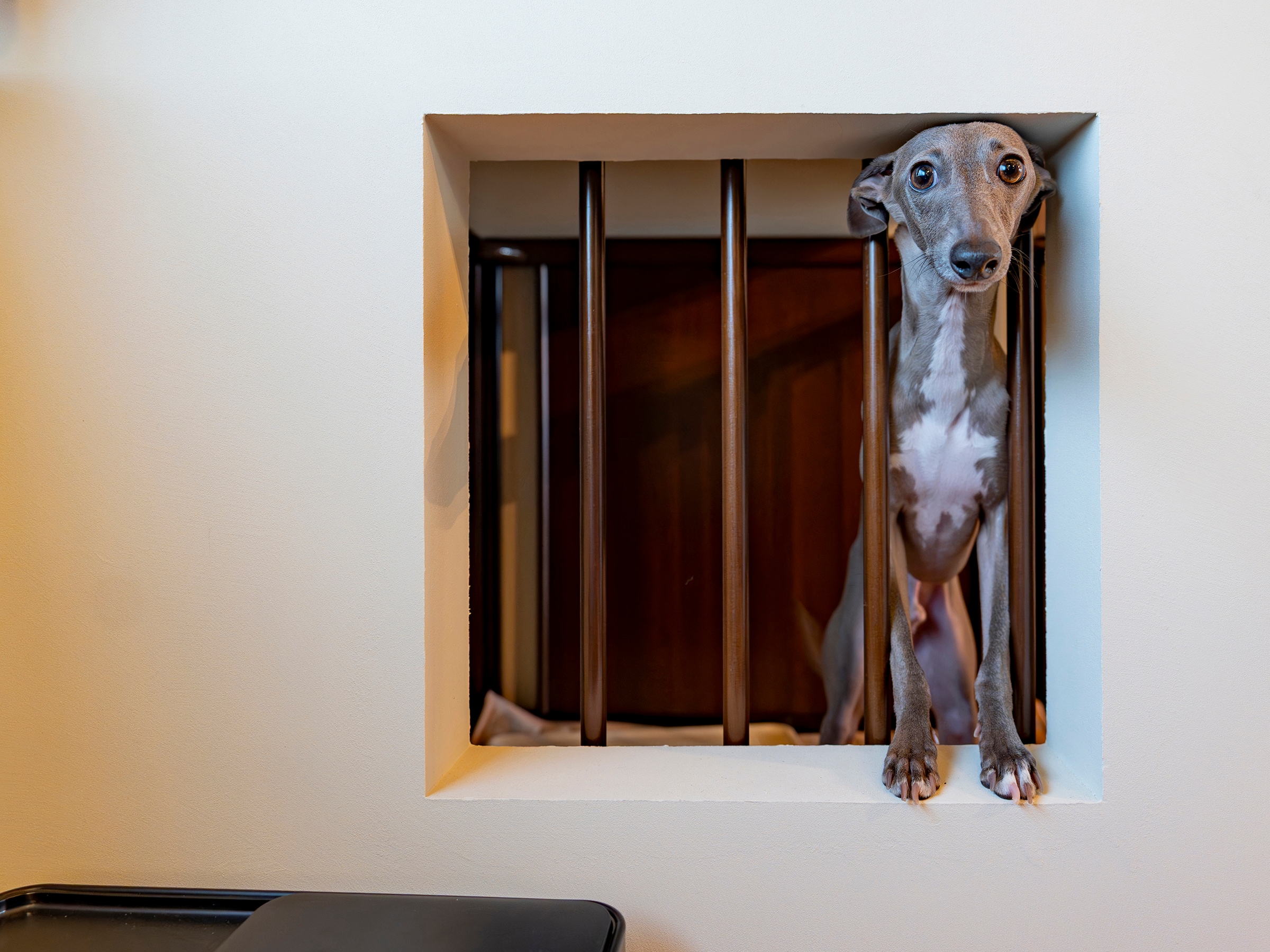 Dog cage (small window on the bedroom side)