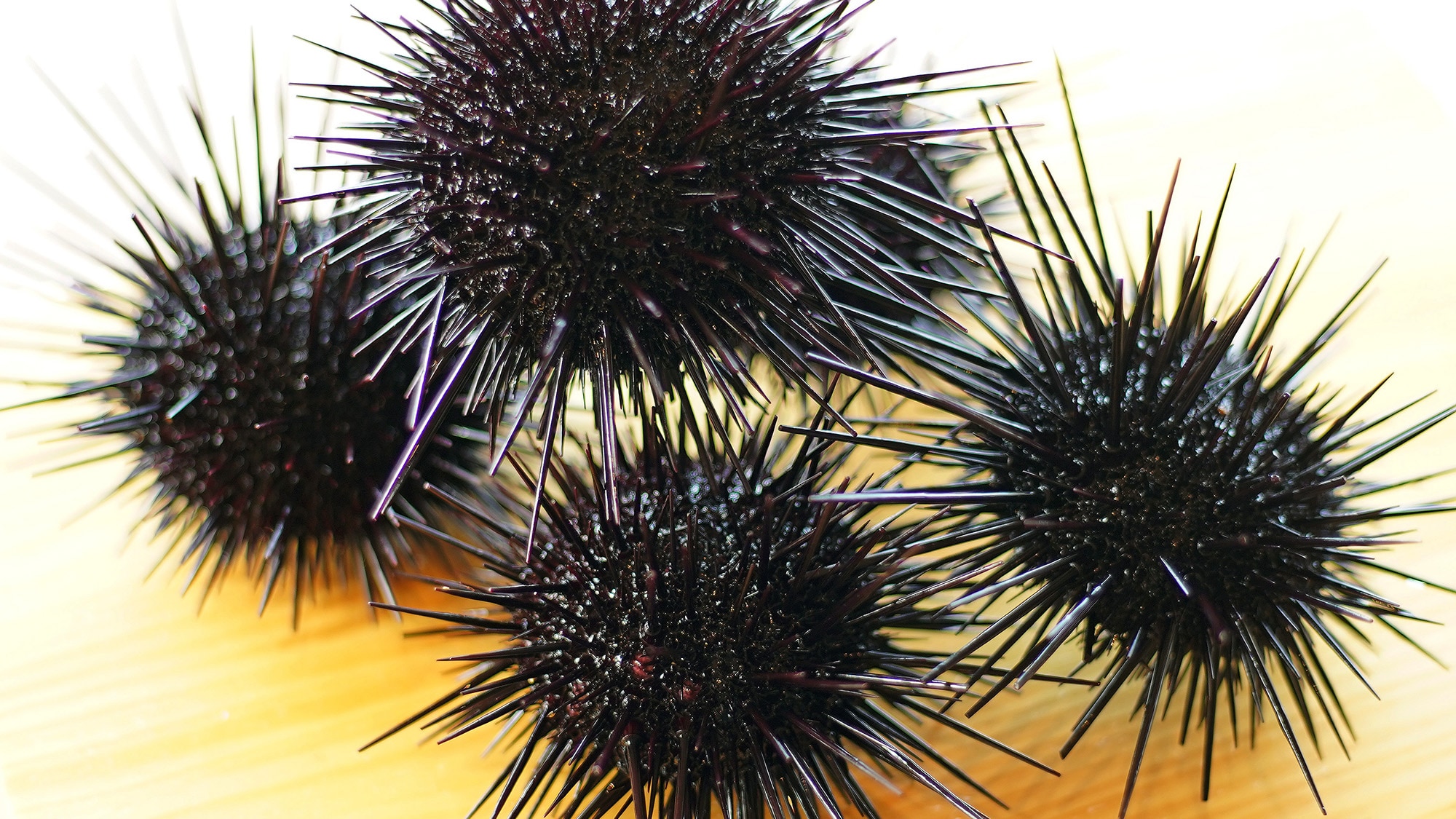 紫海膽懷石料理宴