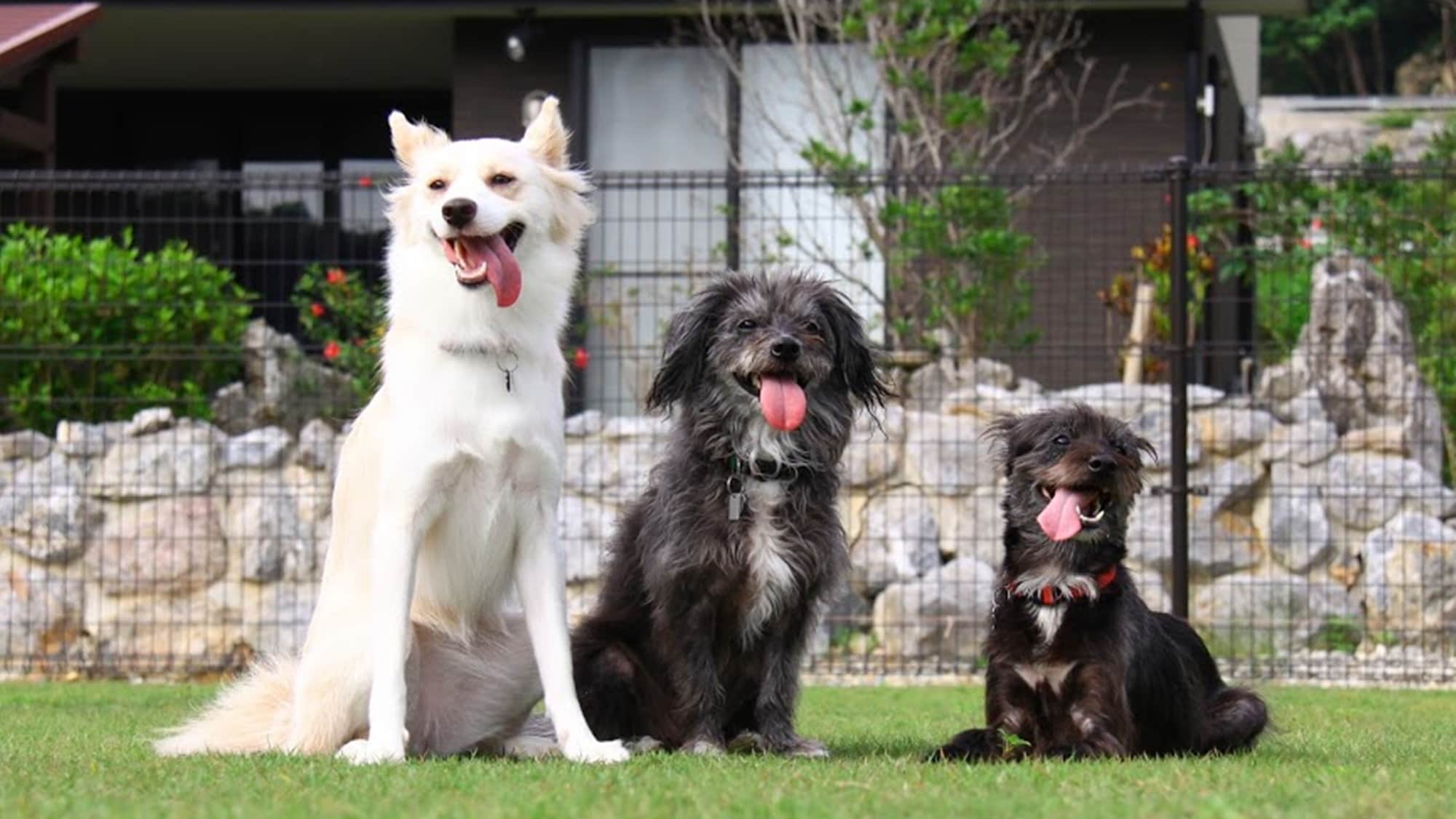 Dog run