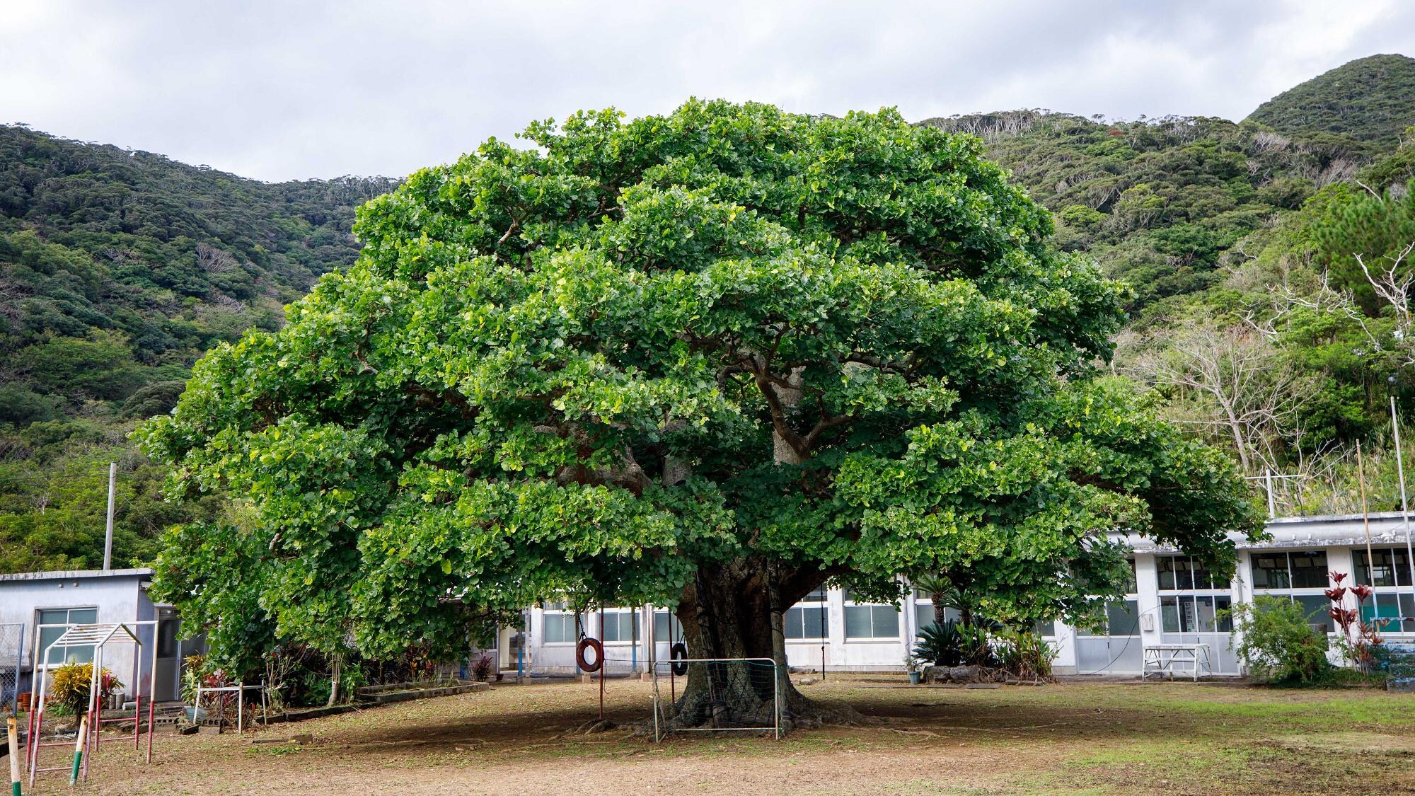 <Rooftop inn with a view of the sea> Scenery of the Sukomo village where the inn is located
