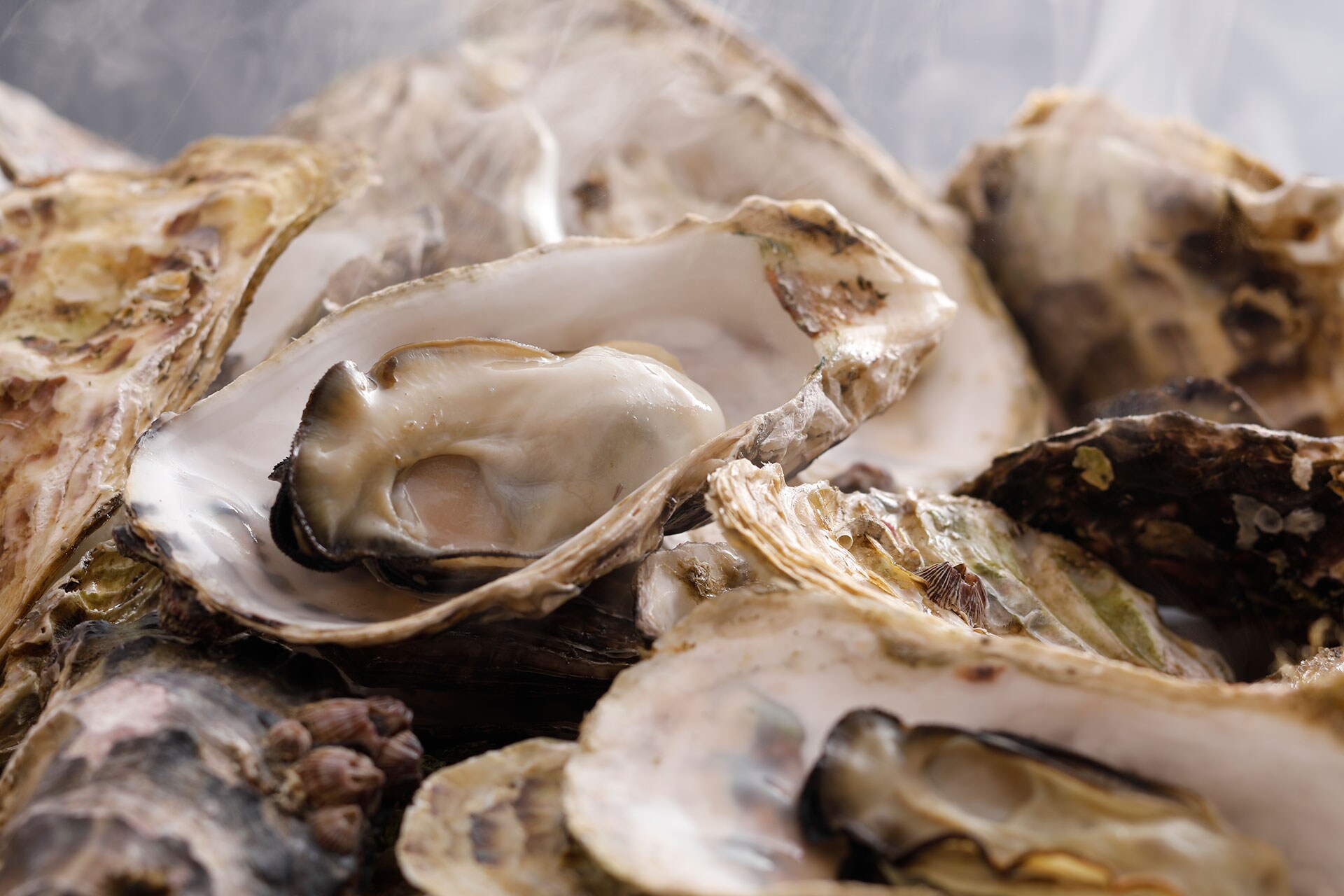 Steamed oysters