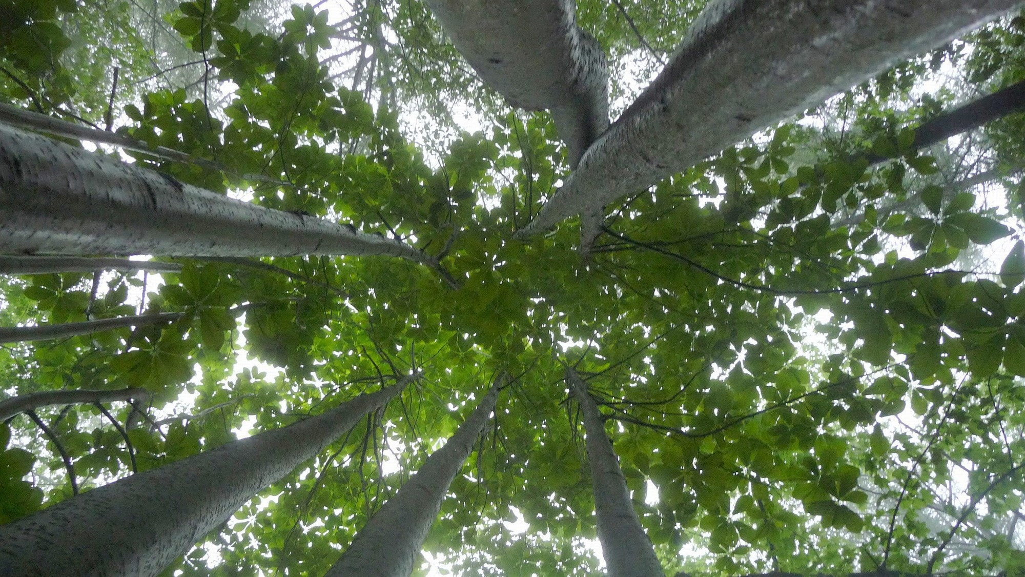 [Around the hotel / Spring nature] May of fresh green. You will begin to hear the chorus of greenery and wild birds.