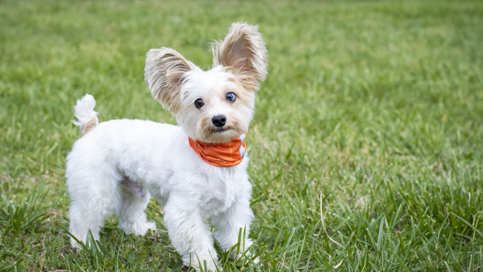 Stay with your dog