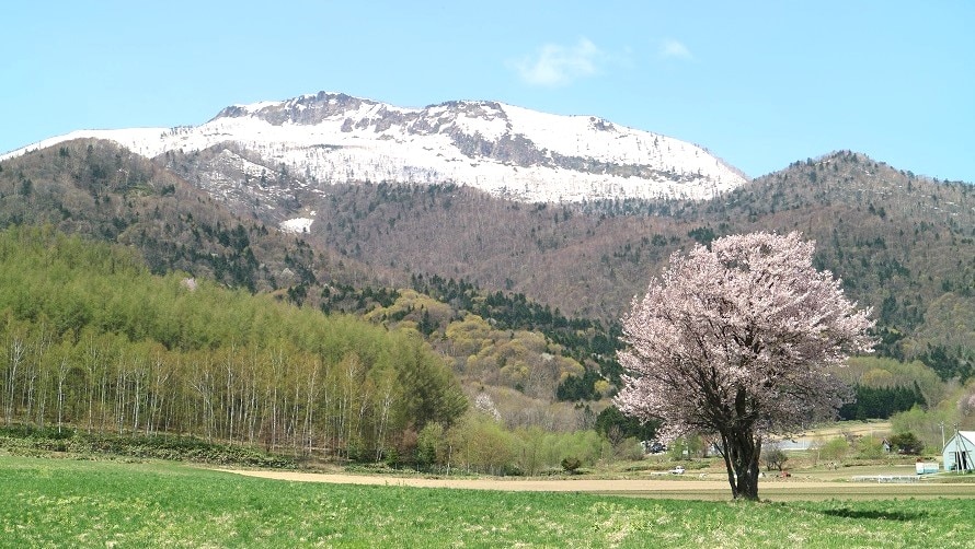 Kami-Goryo's Single Cherry Tree: A beautiful sight that harmonizes with the majestic nature of Furano.