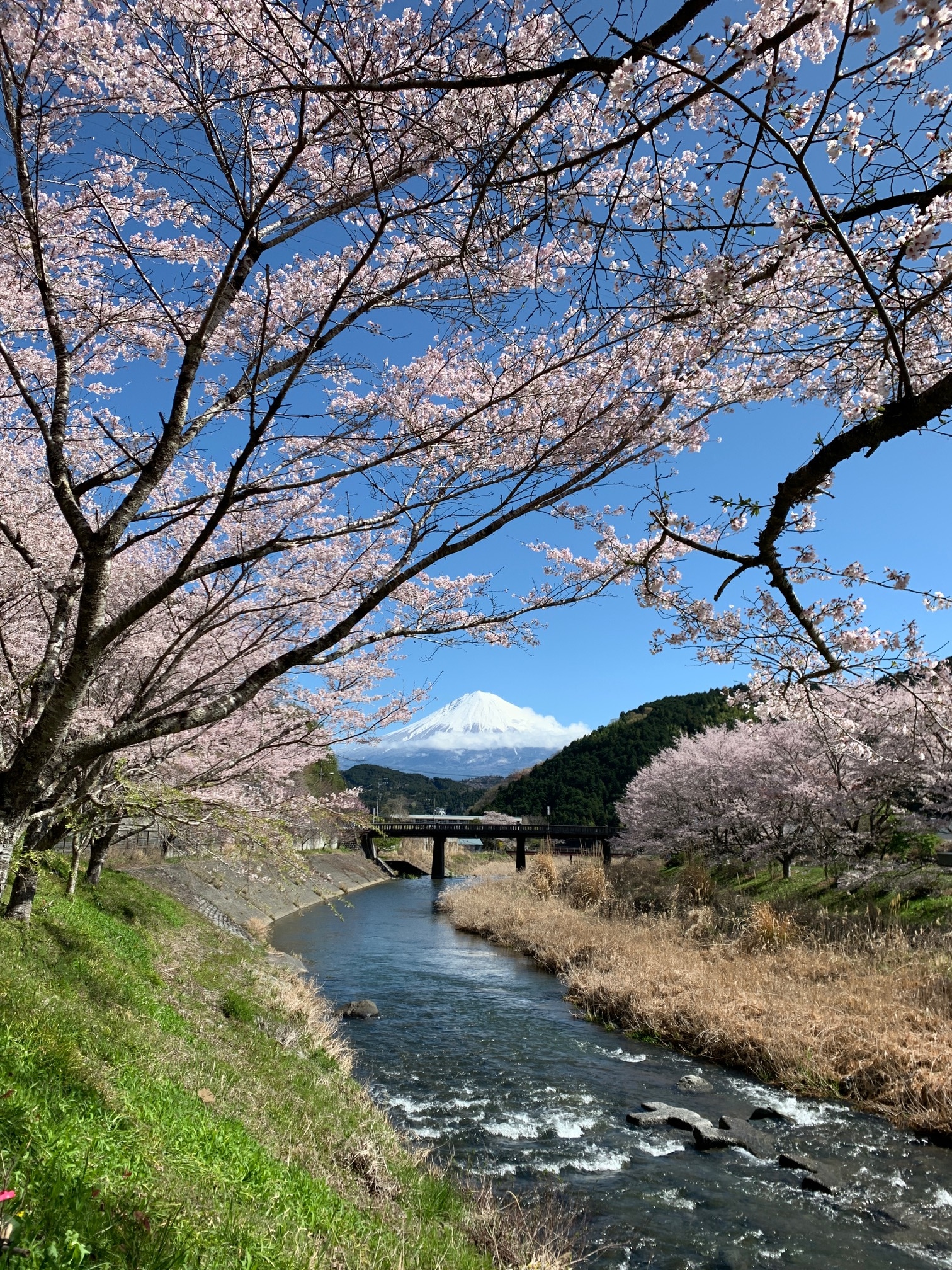 稻濑川和富士山