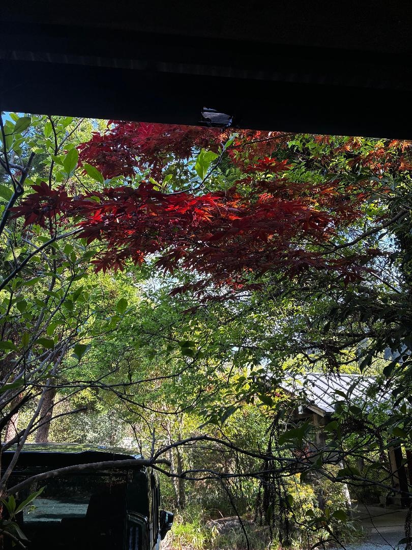 IMG_4581.jpeg
