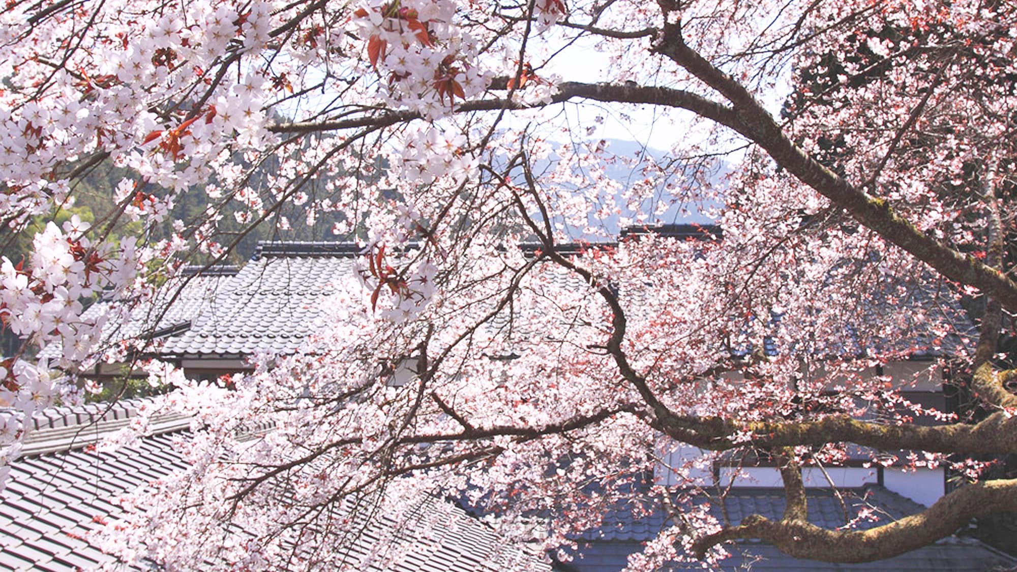 * [Spring courtyard] Overlooking the cherry blossoms in the courtyard