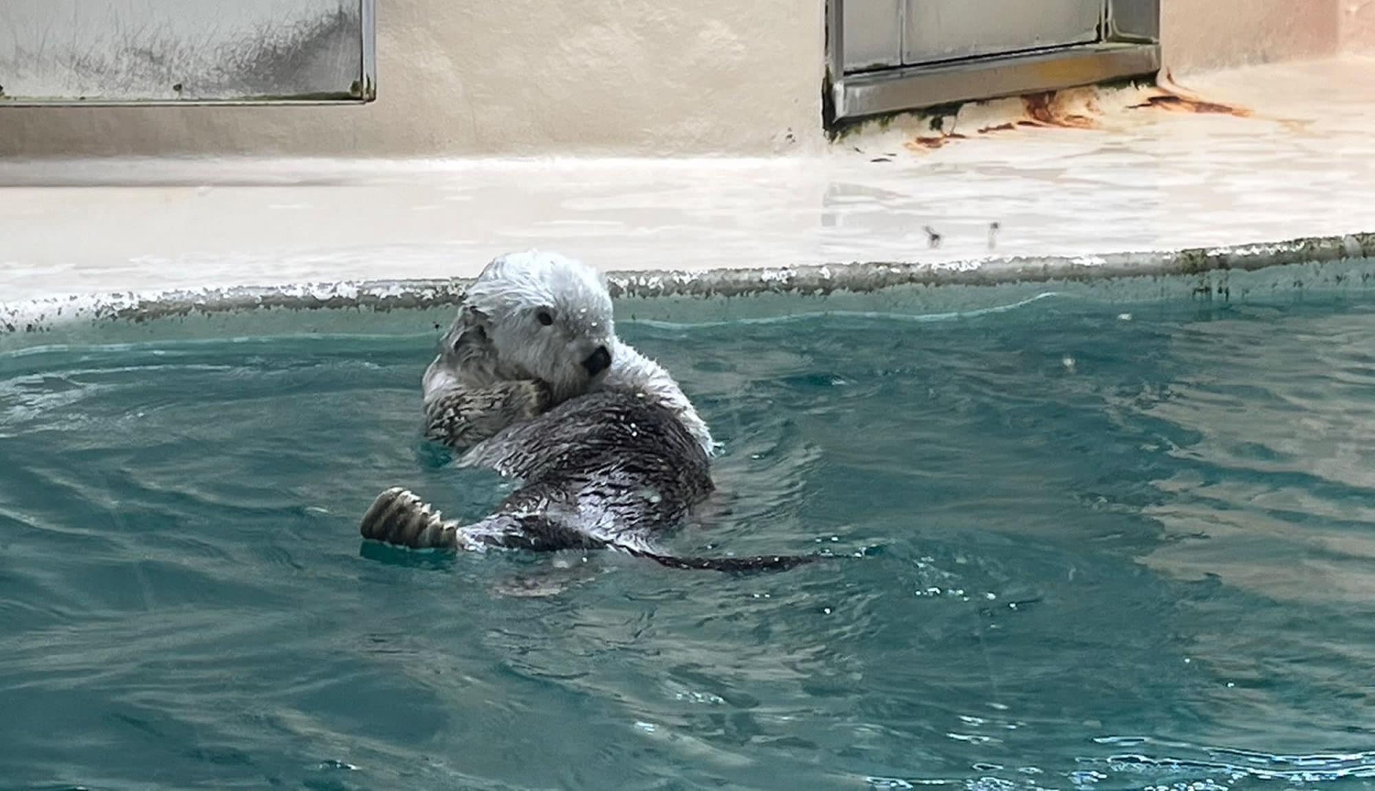 鳥羽水族館珍貴的海獺，距離酒店 20 分鐘車程