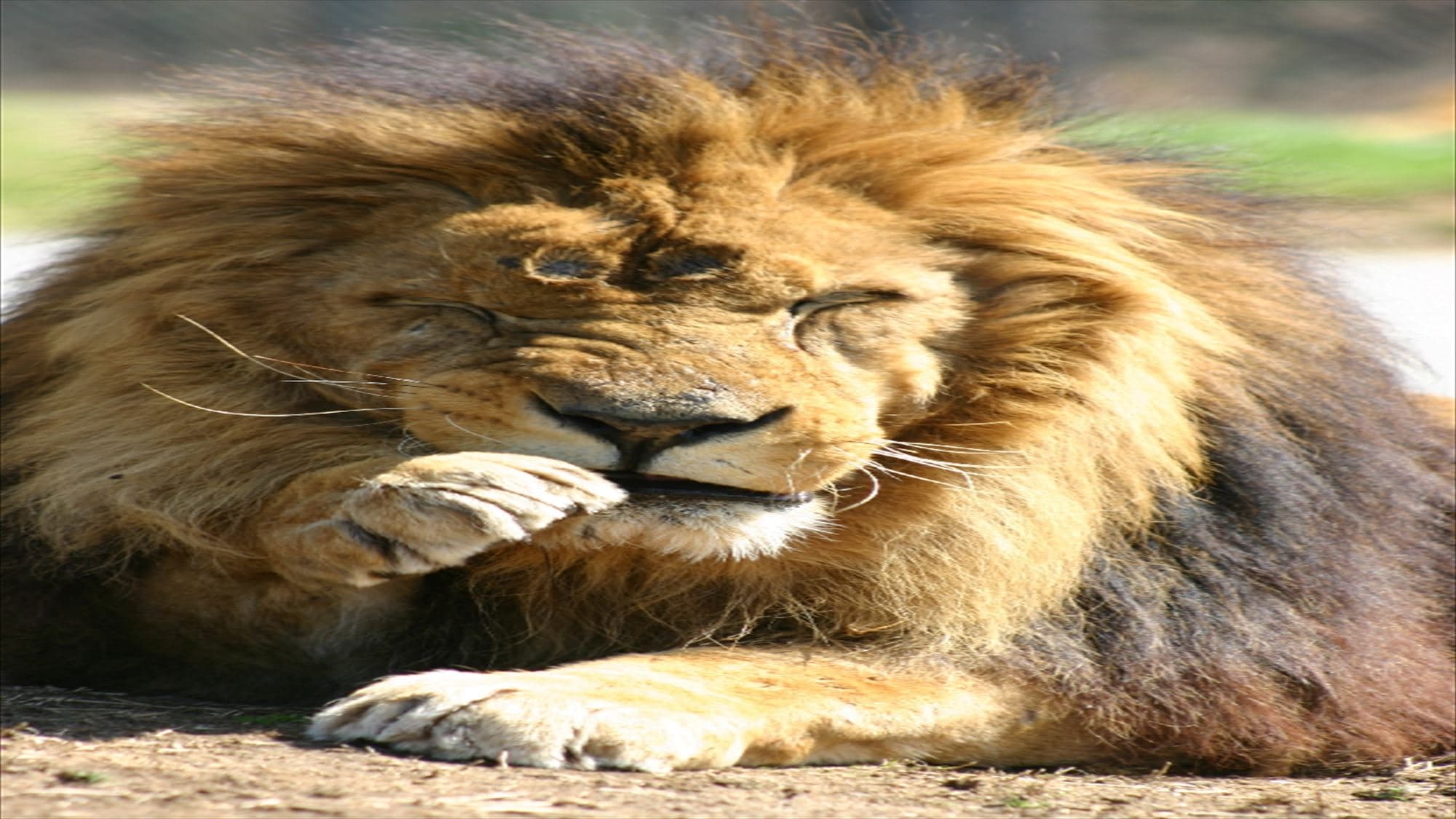 Safari Singa di Taman Pusat Himeji