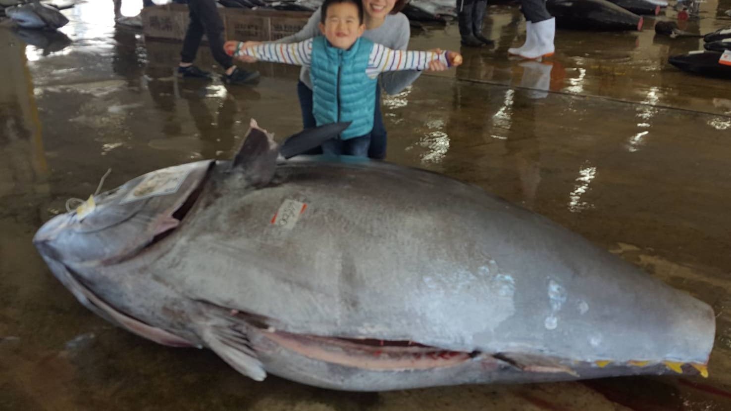 Nachikatsuura Town Fish Market ♪ Bluefin tuna!