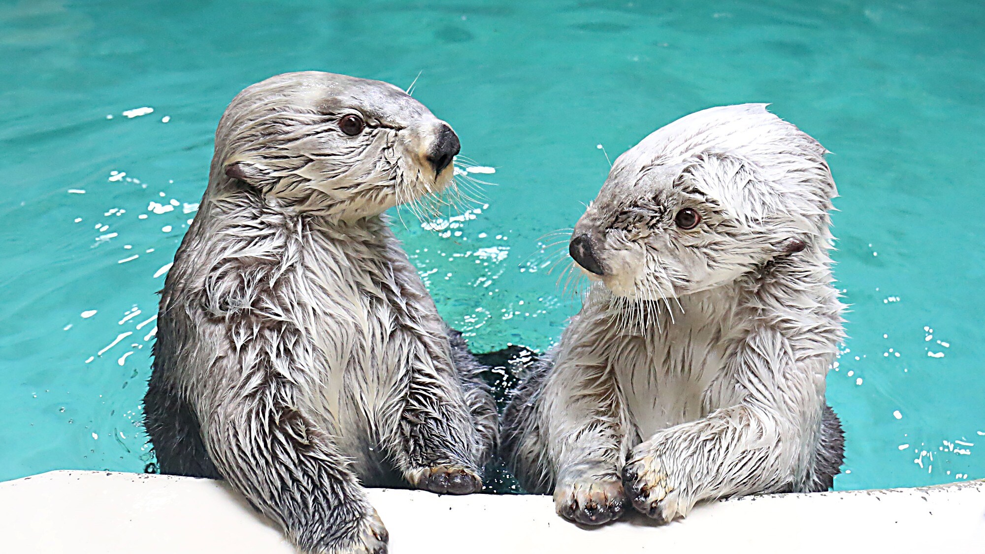 鳥羽水族館Mei Kira