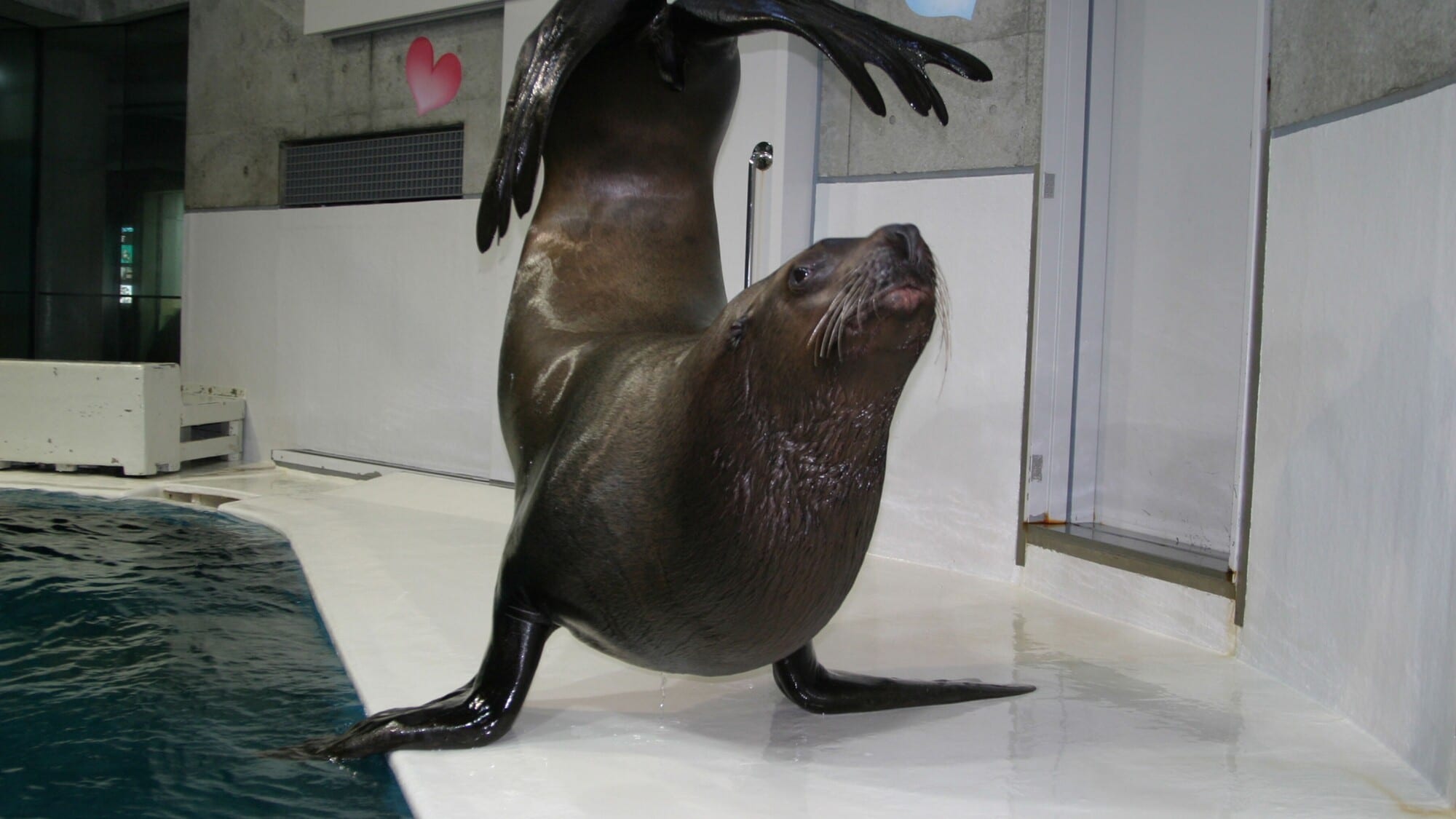 大分海洋宫水族馆“海蛋”海狮