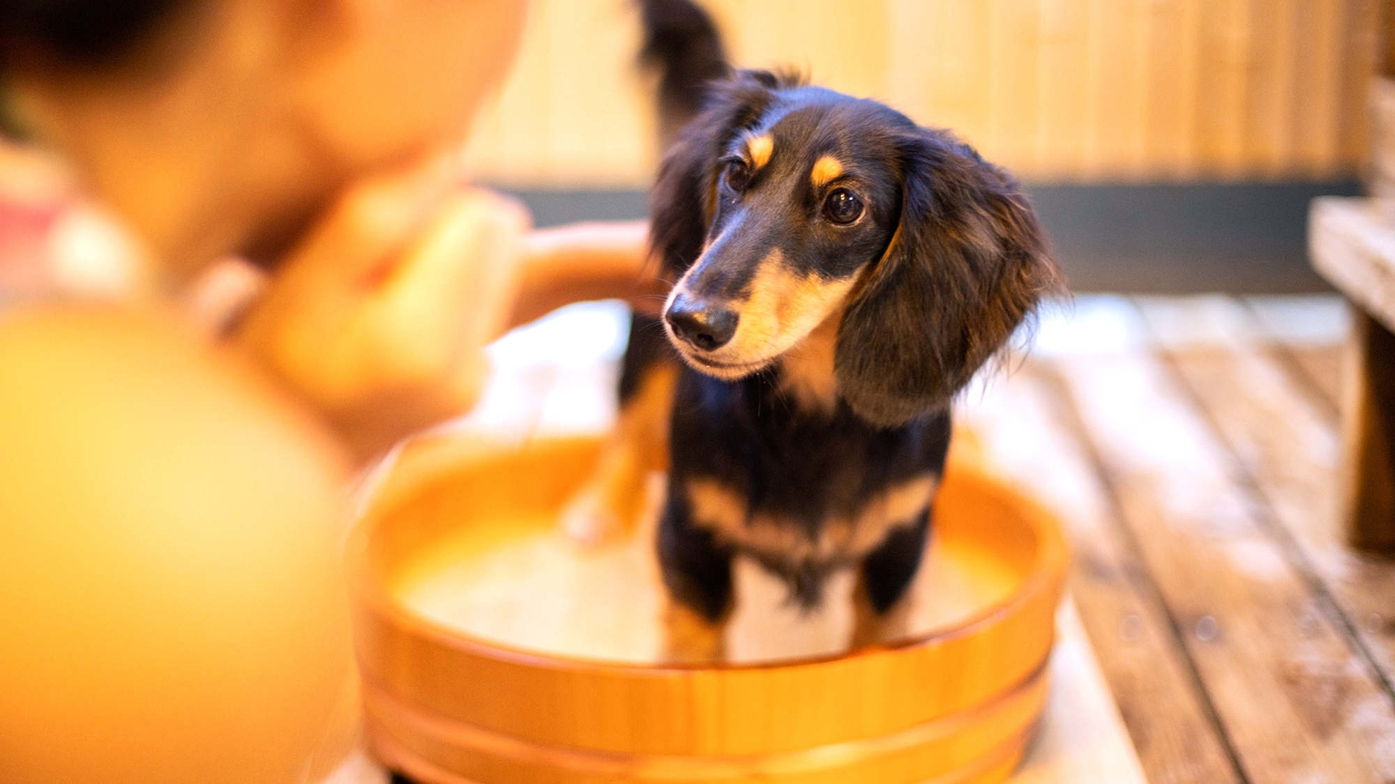 [Akomodasi dengan anjing Anda] Kami juga memiliki kamar mandi khusus untuk anjing.