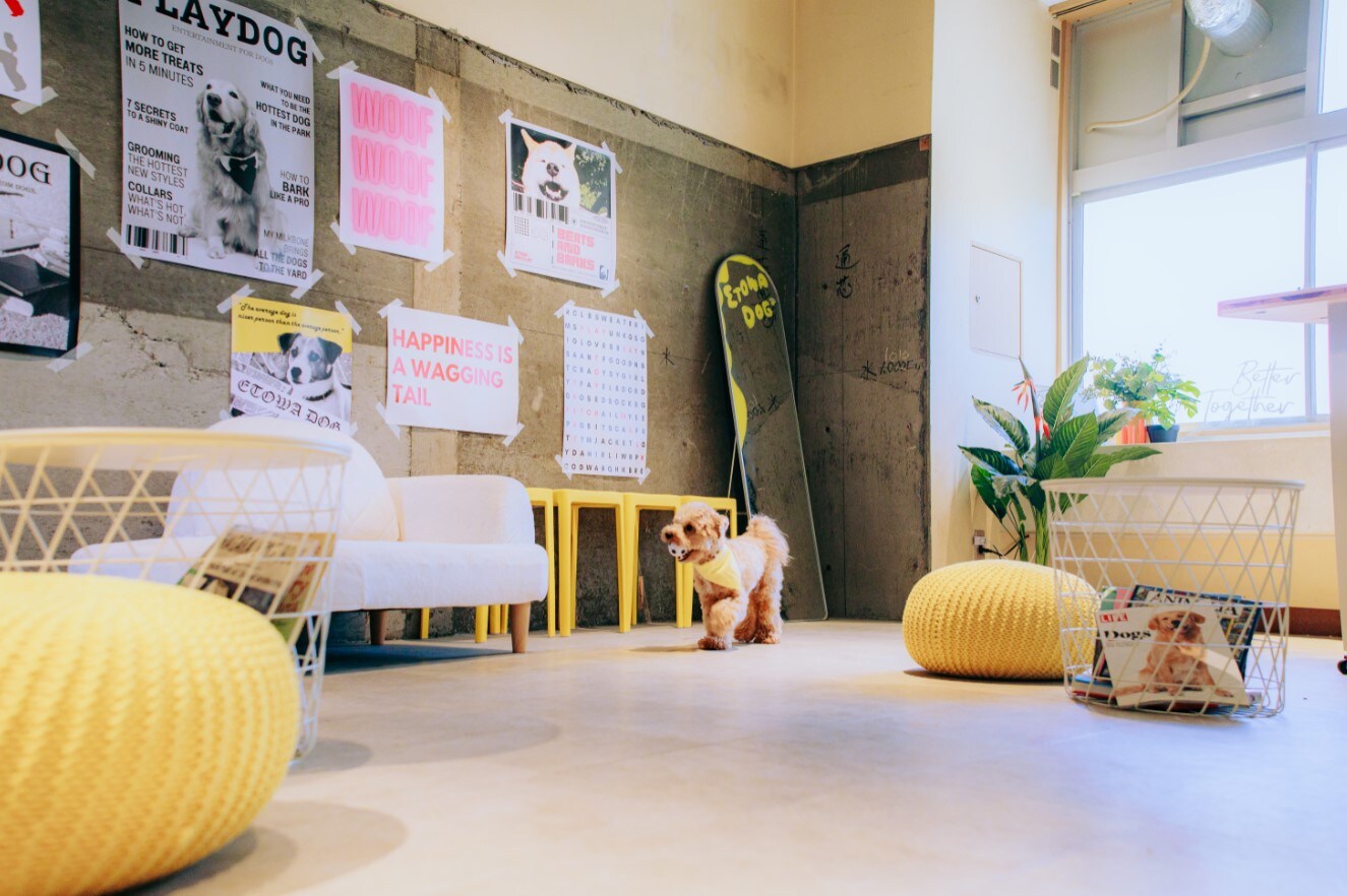 Indoor dog lounge