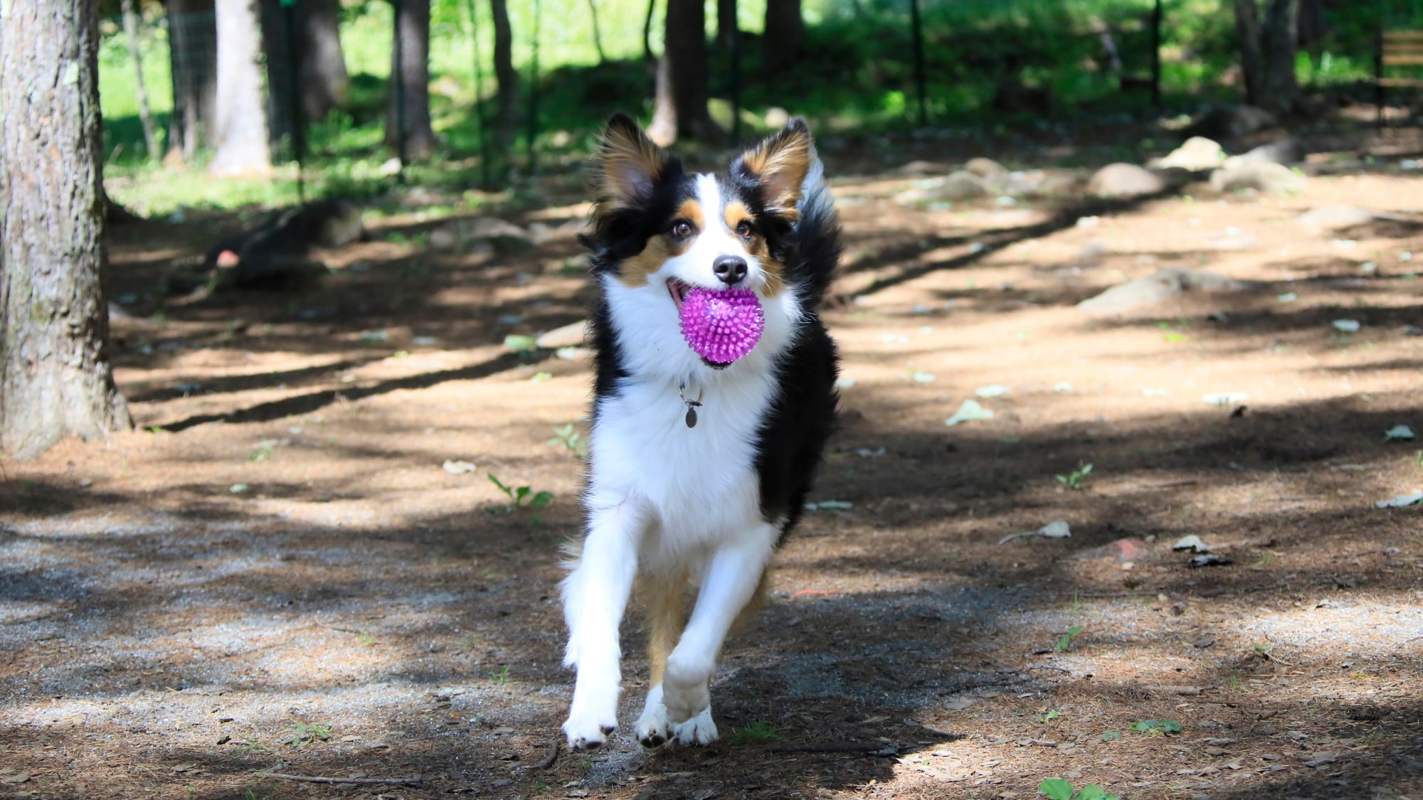 Wild Dog Run | Có rất nhiều không gian cho cả những chú chó lớn chạy xung quanh.
