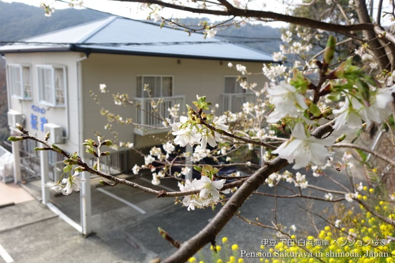 The exterior of Sakuraya, beyond the Shirahama cherry blossoms