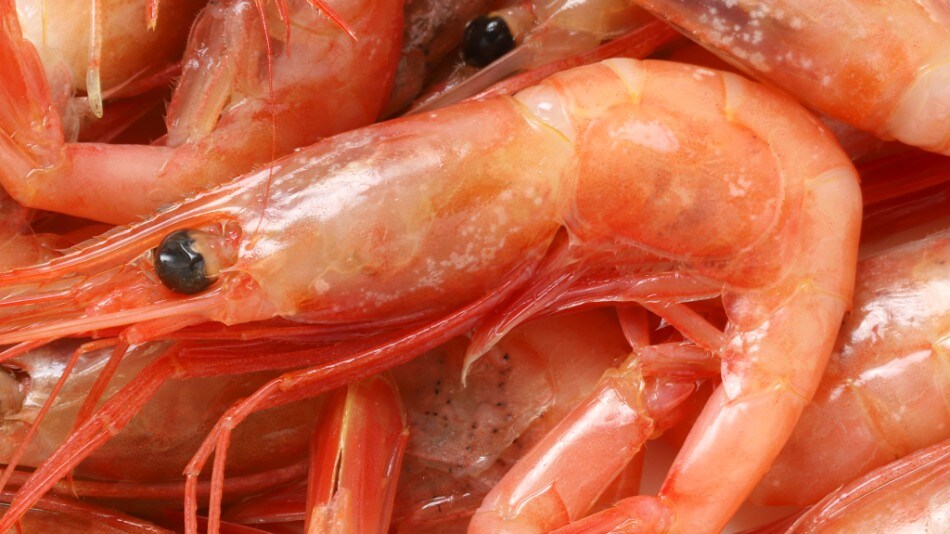 2025GW Sweet Shrimp