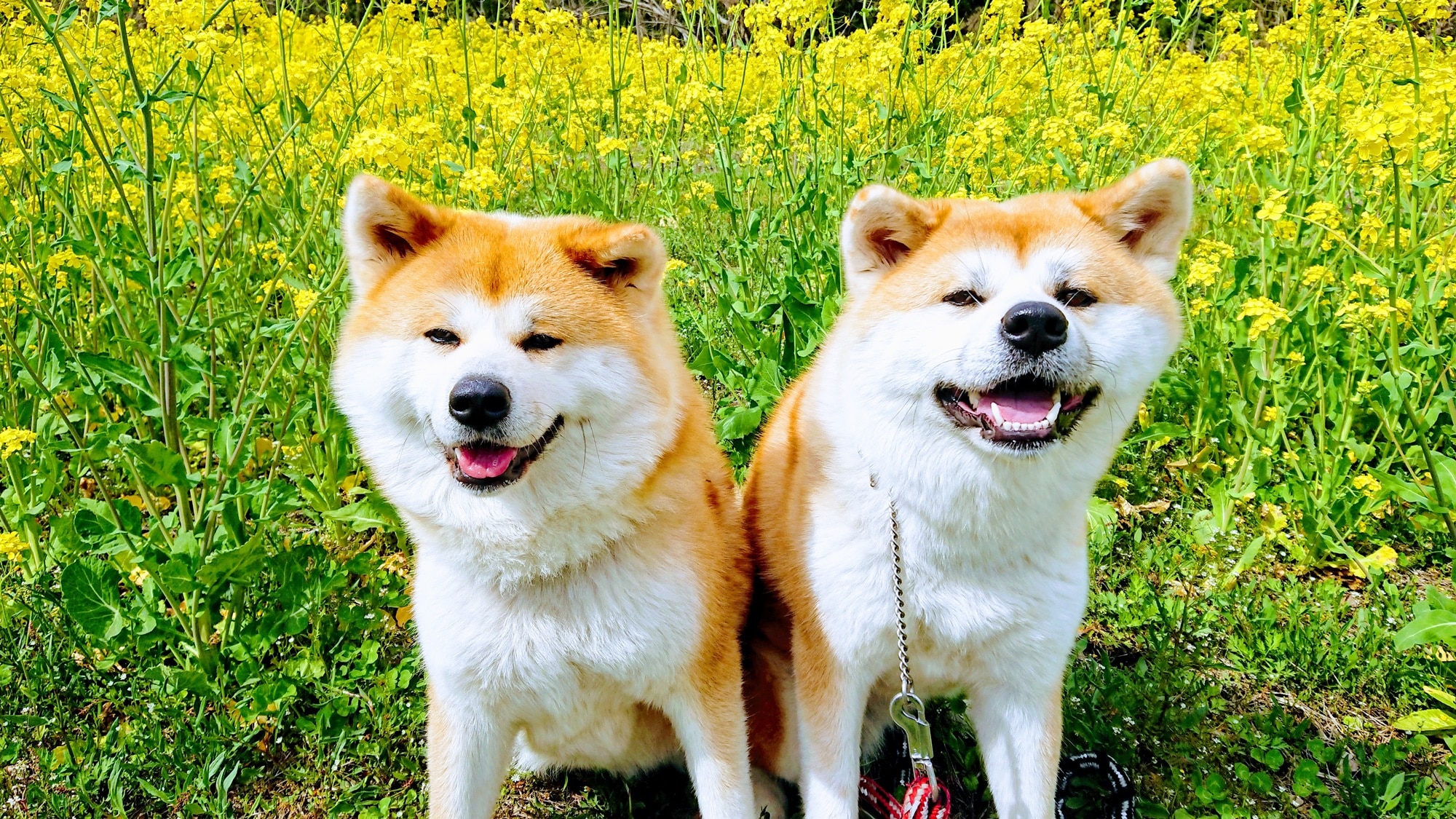 *对于 Atsushi 和 Hana 来说，这是春天的时刻。在油菜花前拍纪念照♪