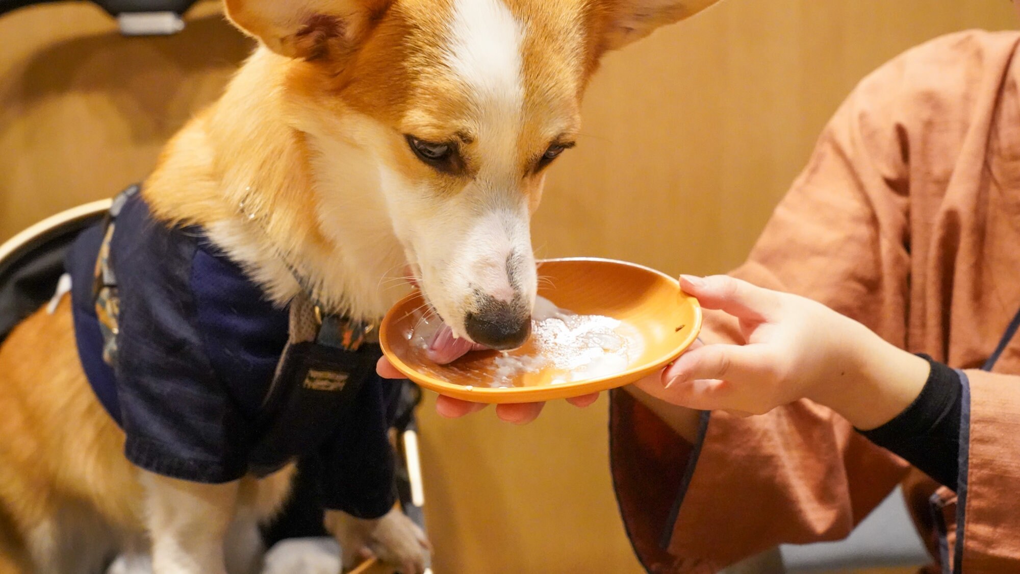 【狗狗自助餐】同桌享用美食