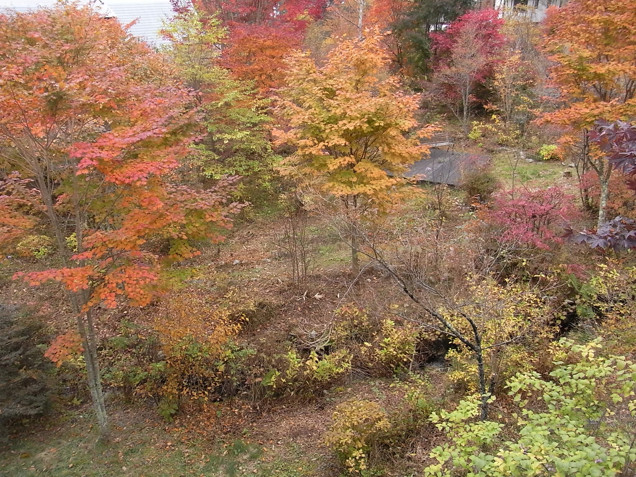 Autumn garden scenery