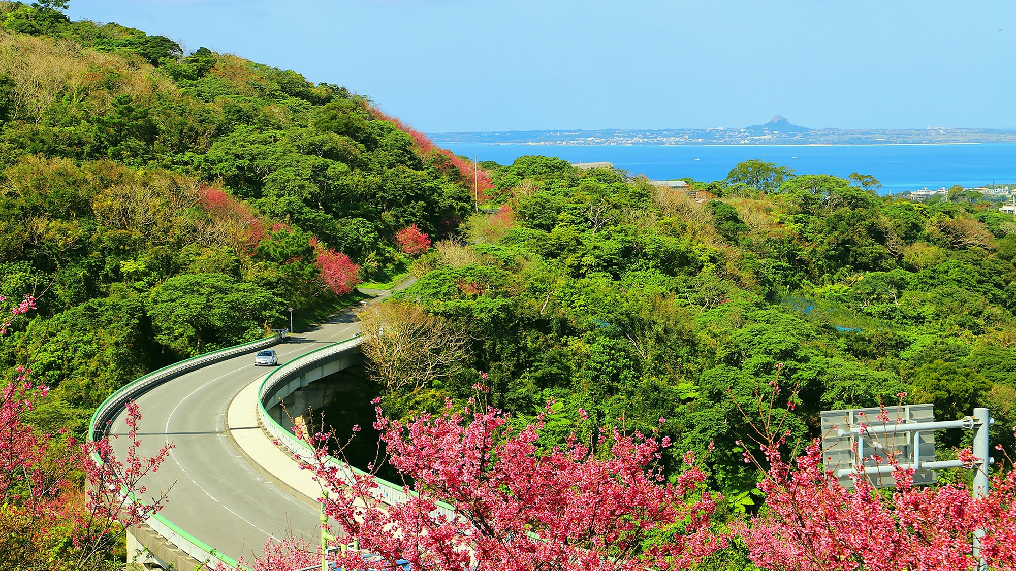 [Yae-dake Sakura no Mori Park] Kanhi cherry blossoms herald the early arrival of spring in Okinawa