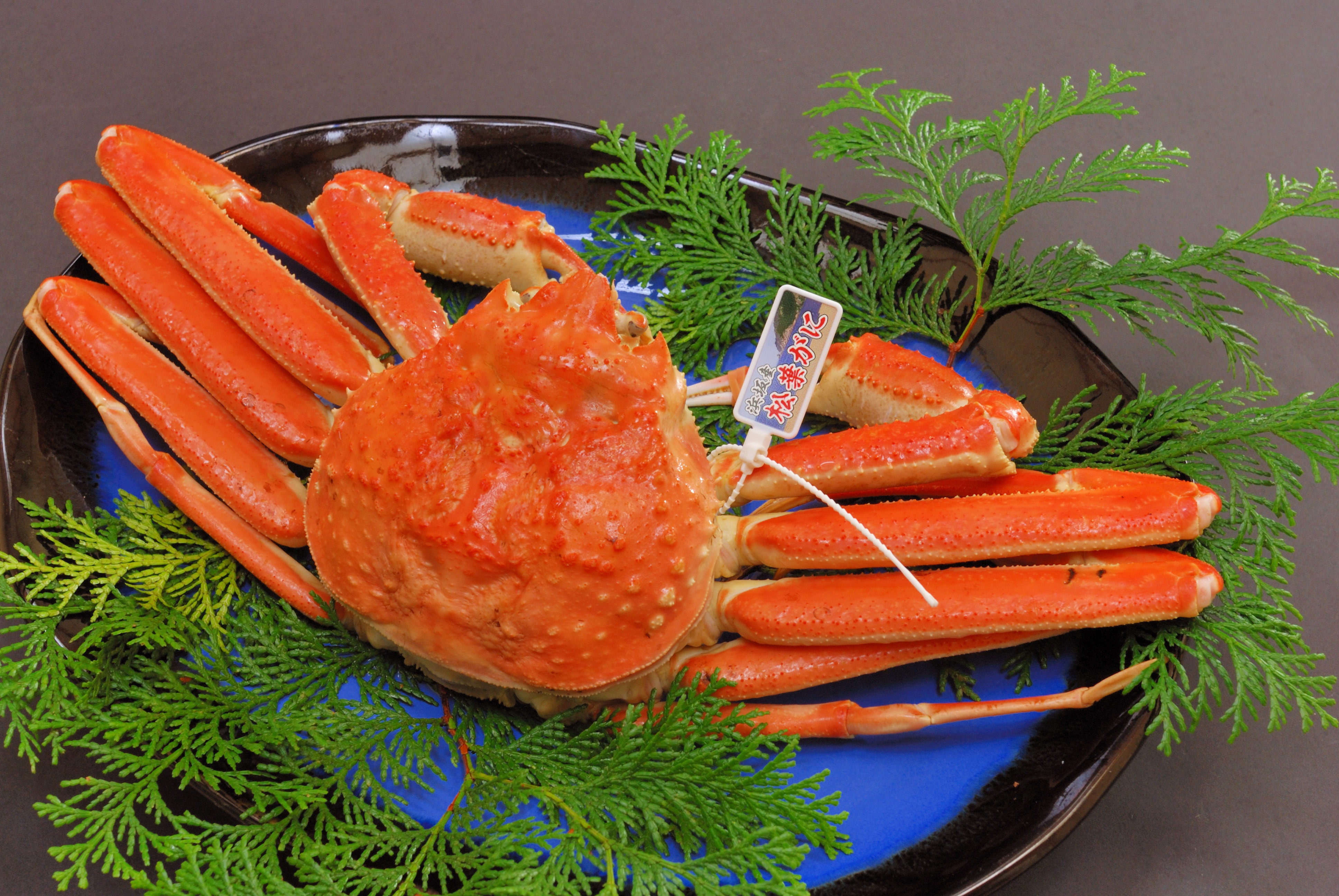 Hamasaka crab (Snow crab, Matsuba crab)