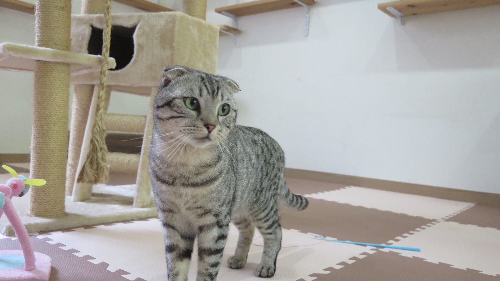 Cat Room