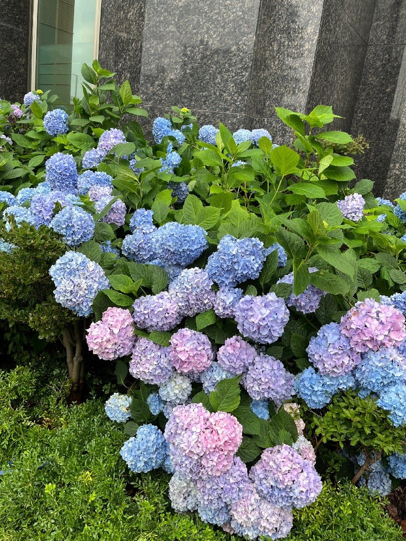 C127CCF9-05C6-4174-A6A1-B18650552075.jpeg