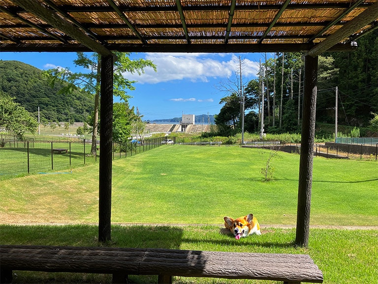 สุนัขวิ่งสุนัขตัวเล็ก