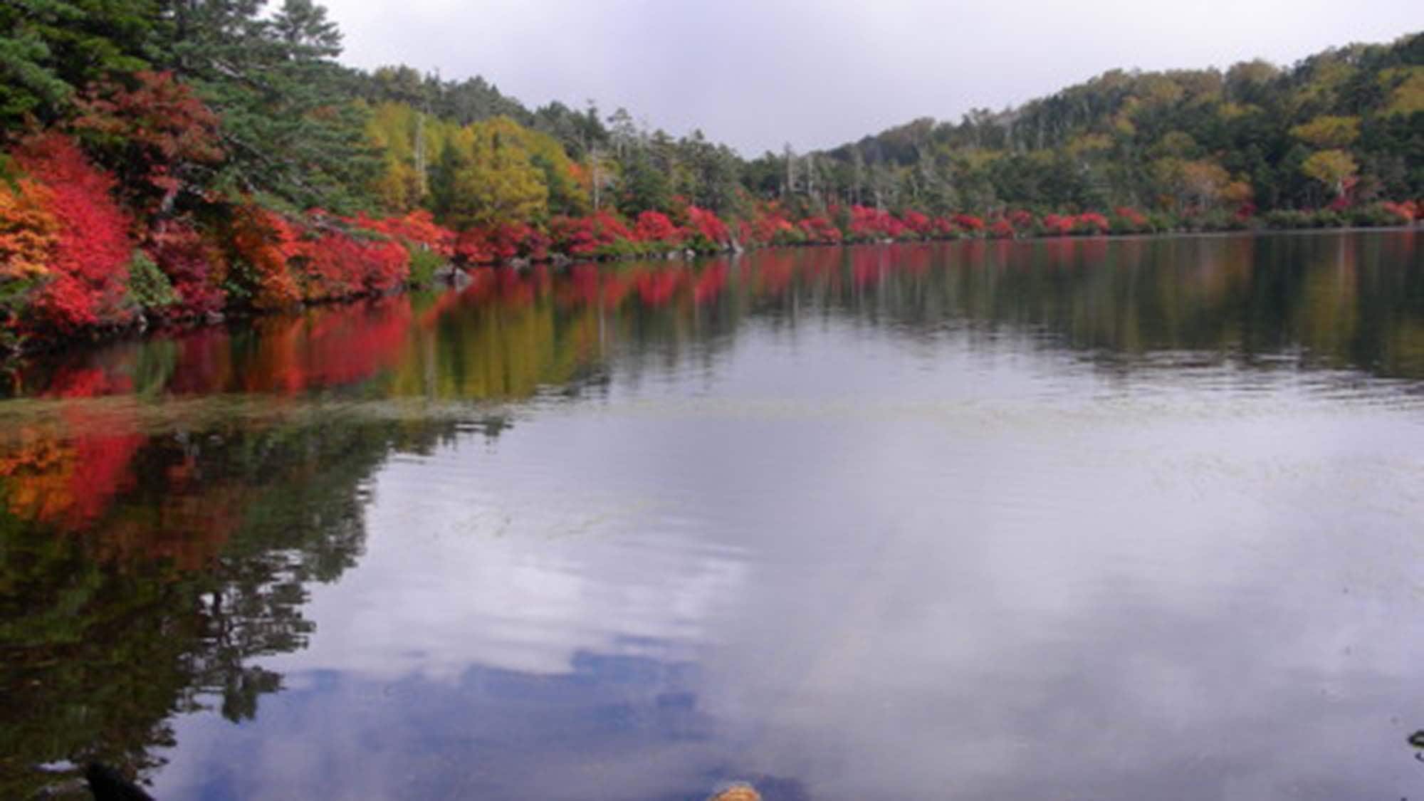 ・ Autumn leaves shine in Shirakoma Pond.